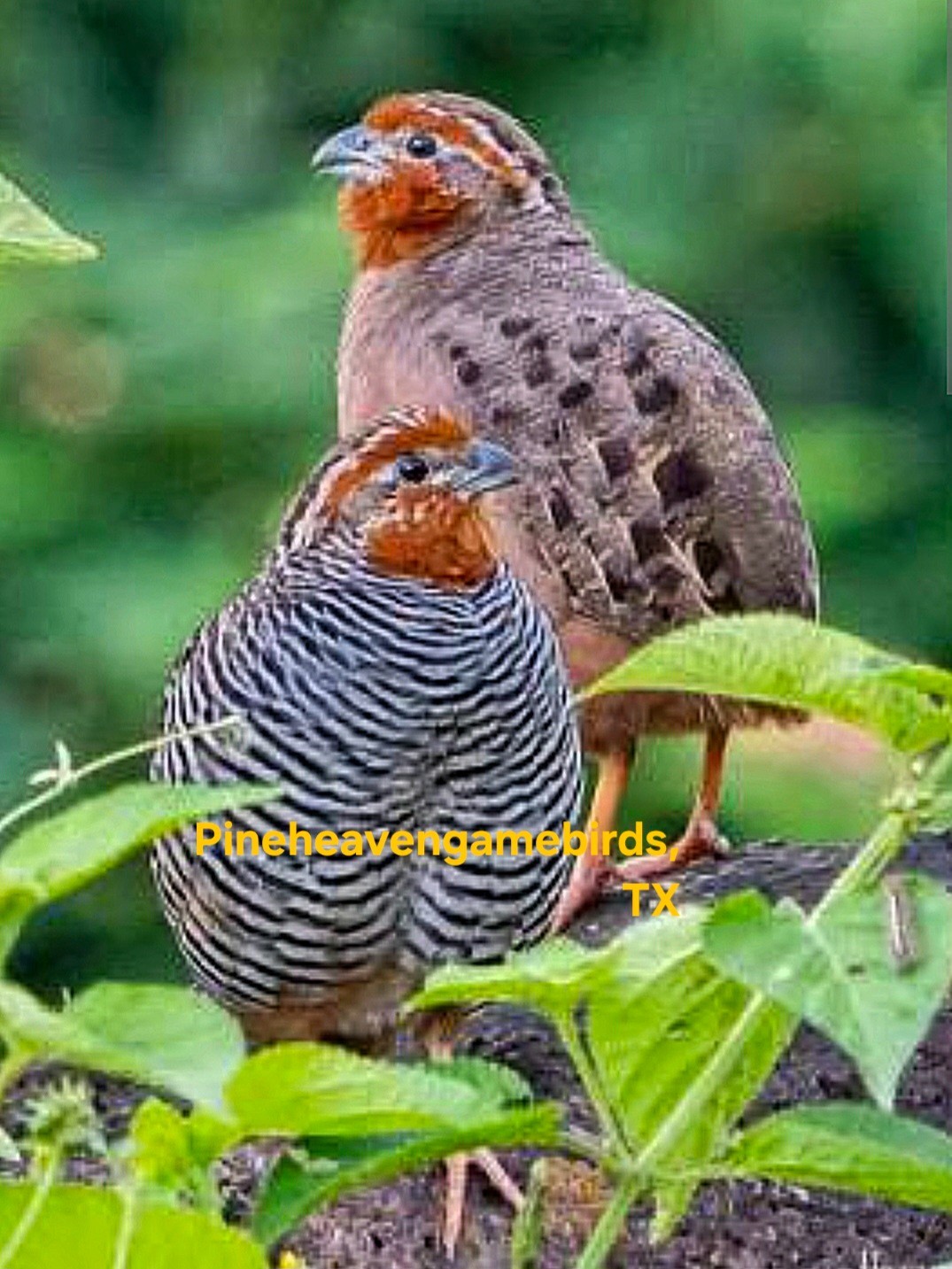 6 Jungle bush quail hatching eggs