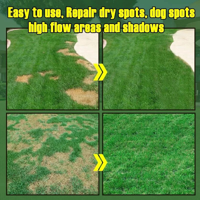 2026 Evergreen Dwarf Grass Seed Garden Grass Seed Growth-Grass Seeds/Lawn Seeds