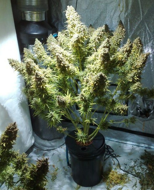 XerXe Recirculating Deep Water Culture RDWC Hydroponic System,5 Gallon