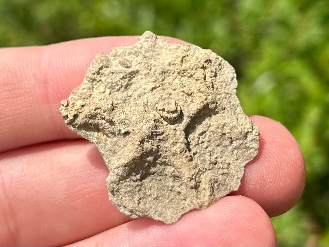 Alabama Fossil Starfish Cast Mississippian Age Bangor Limestone Formation