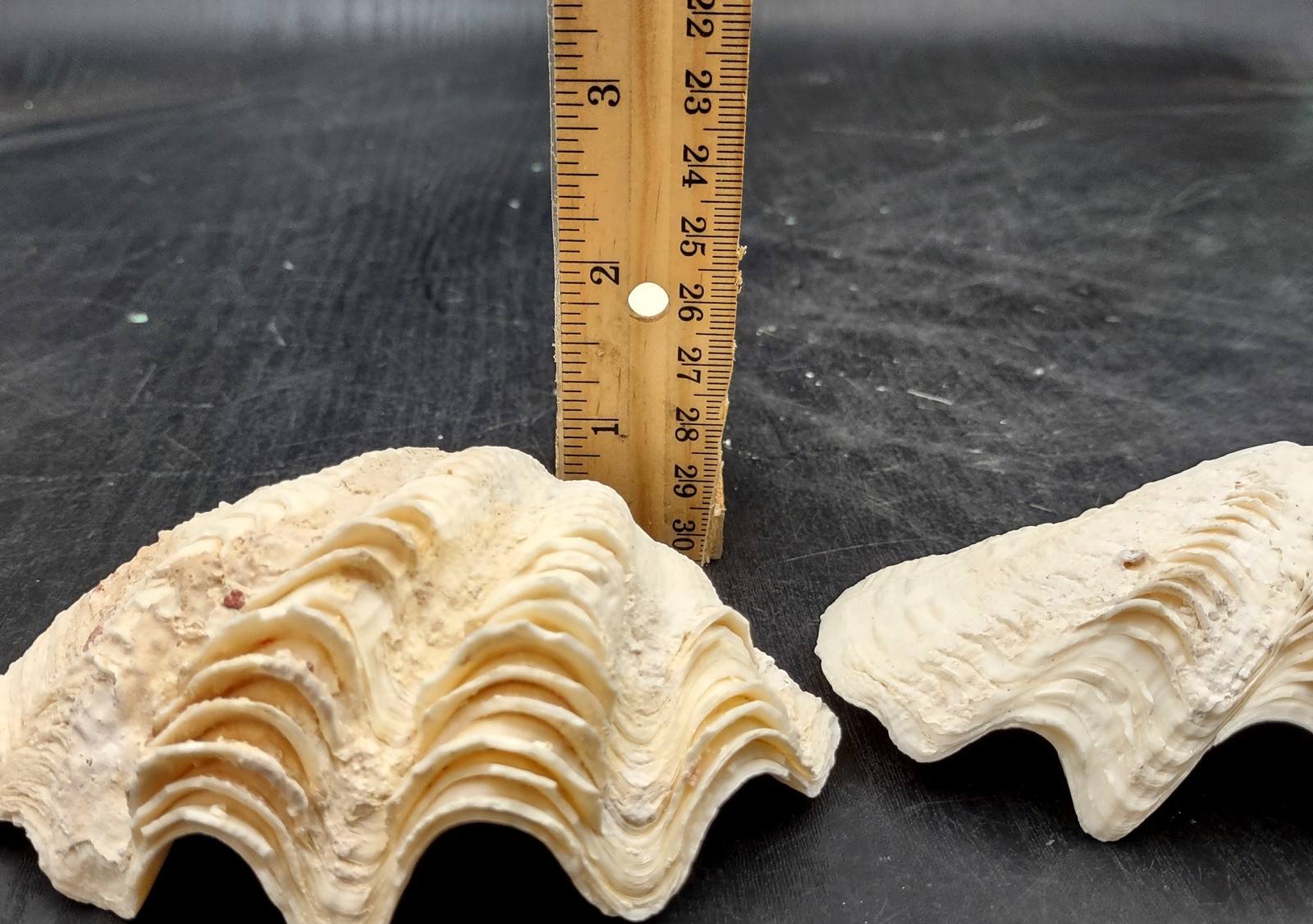 Ruffle Clam Seashell Half Tridacna Squamosa (1 shell approx. 4+ inches)