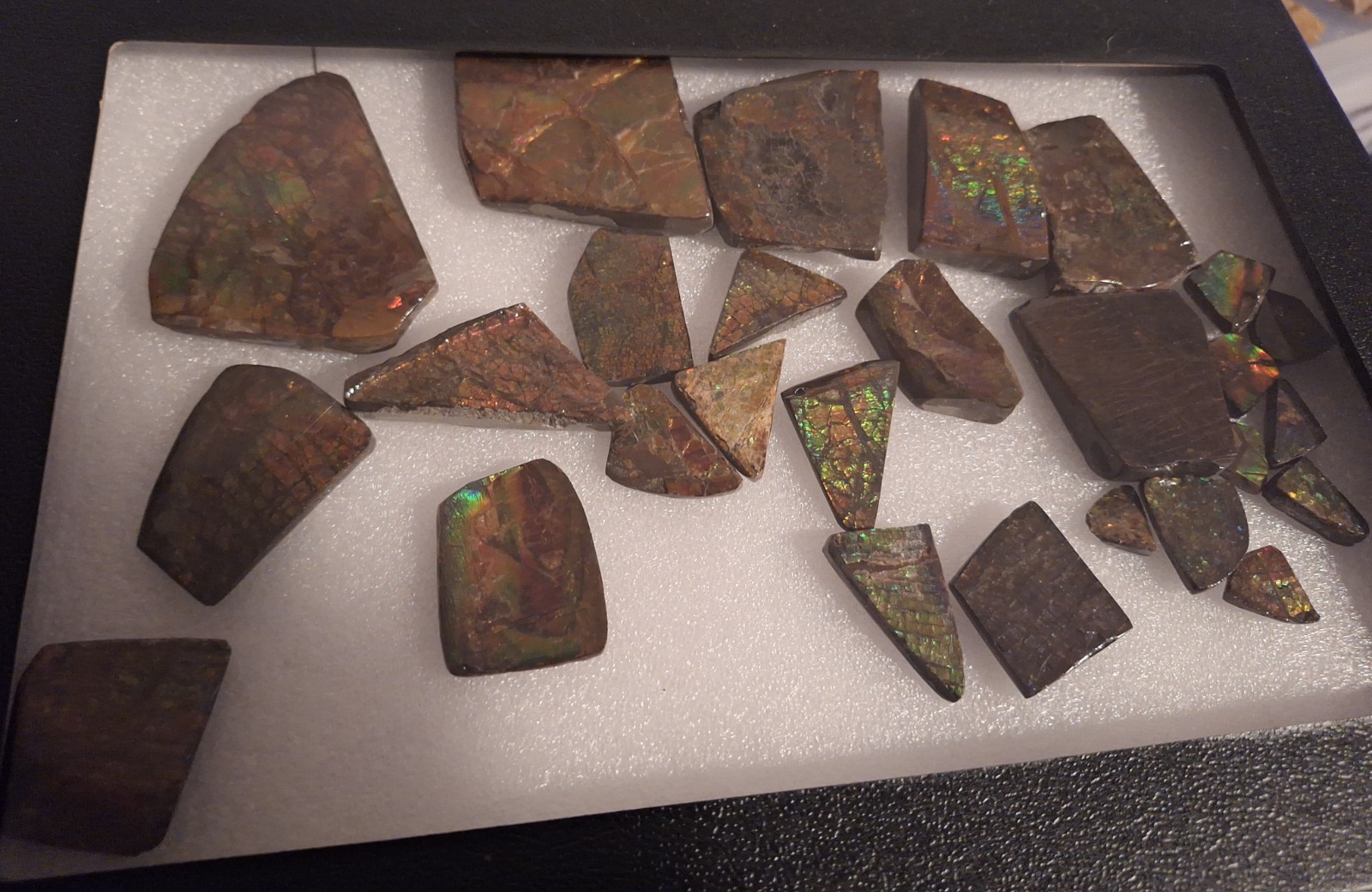 Ammolite Gem Fossil Ammonite Fragments Fr. Bear Paw Sea Formation Alberta Canada