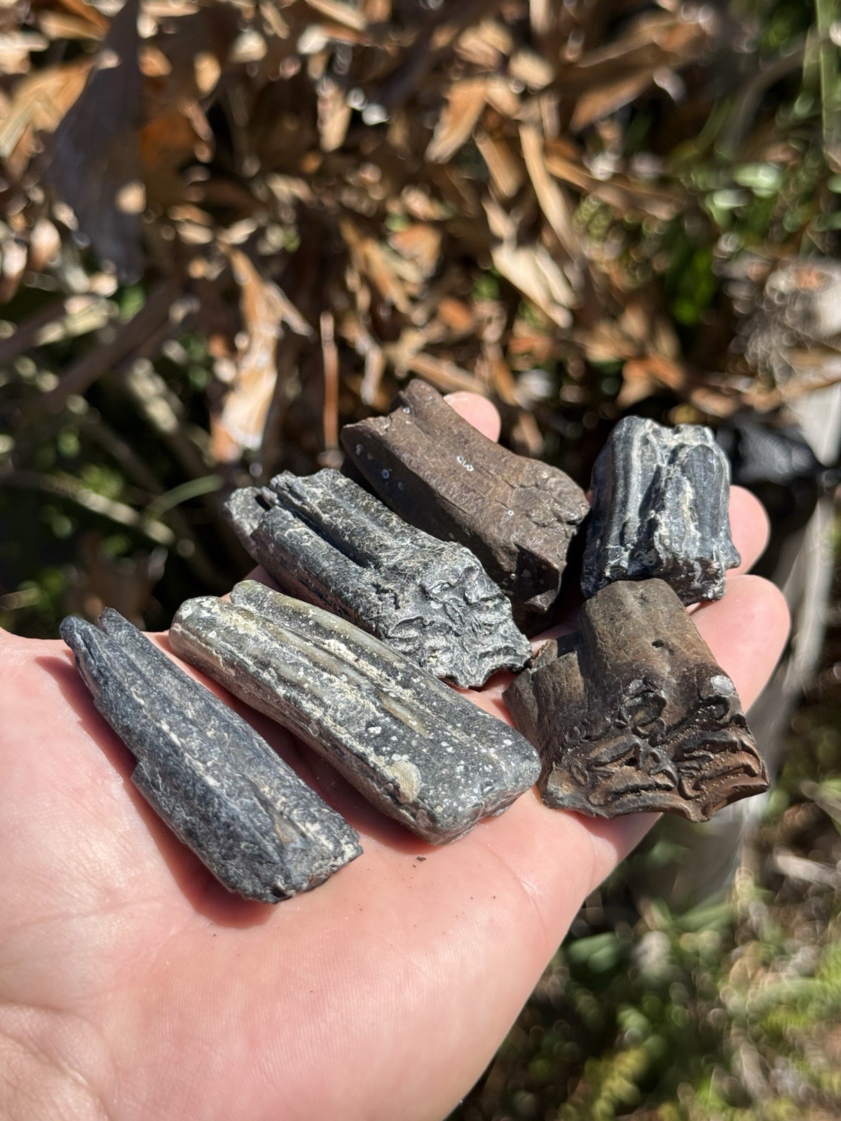 FOSSIL ICE AGE HORSE TEETH FROM FLORIDA