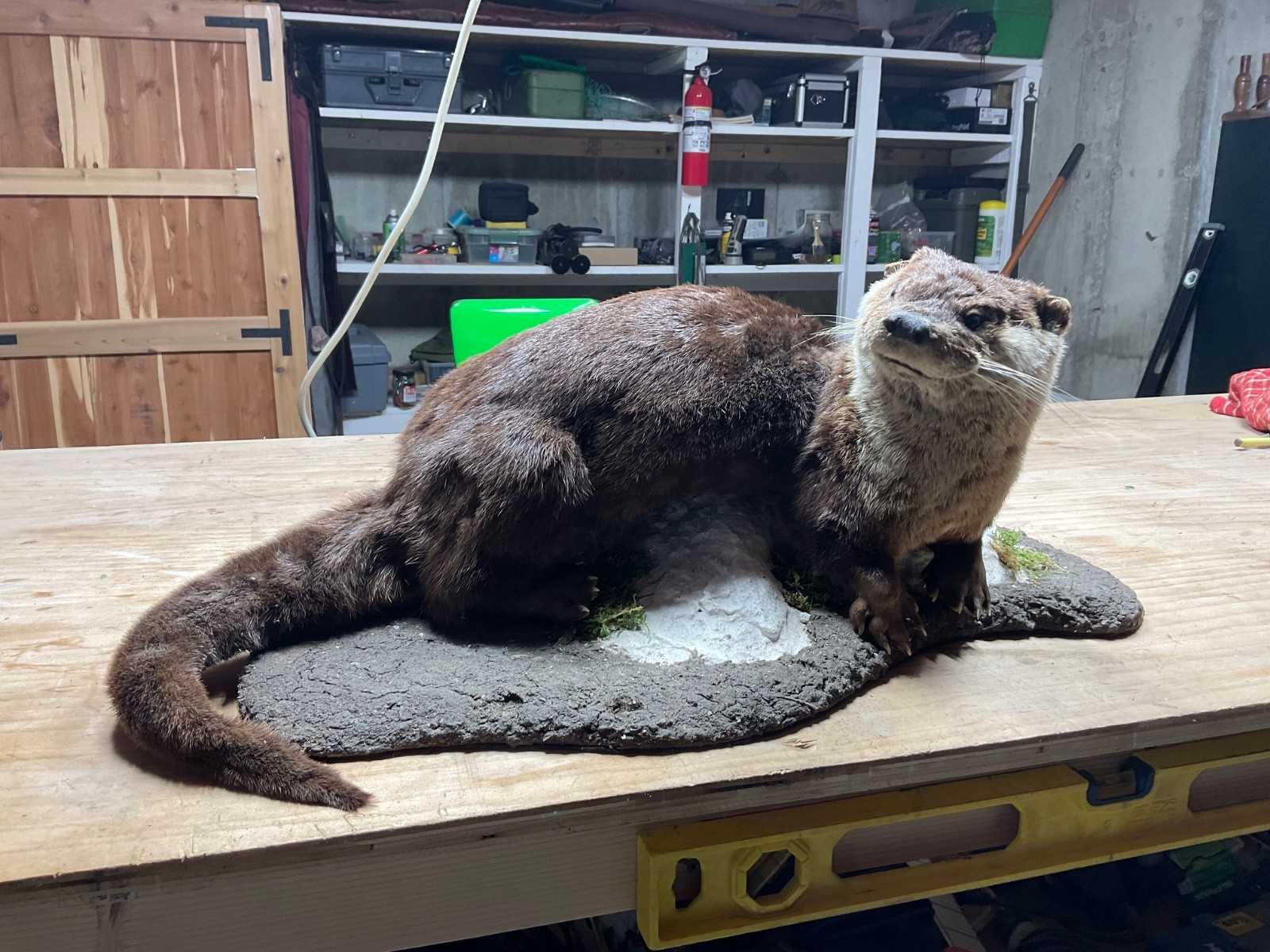 Utter full body mount in a natural setting