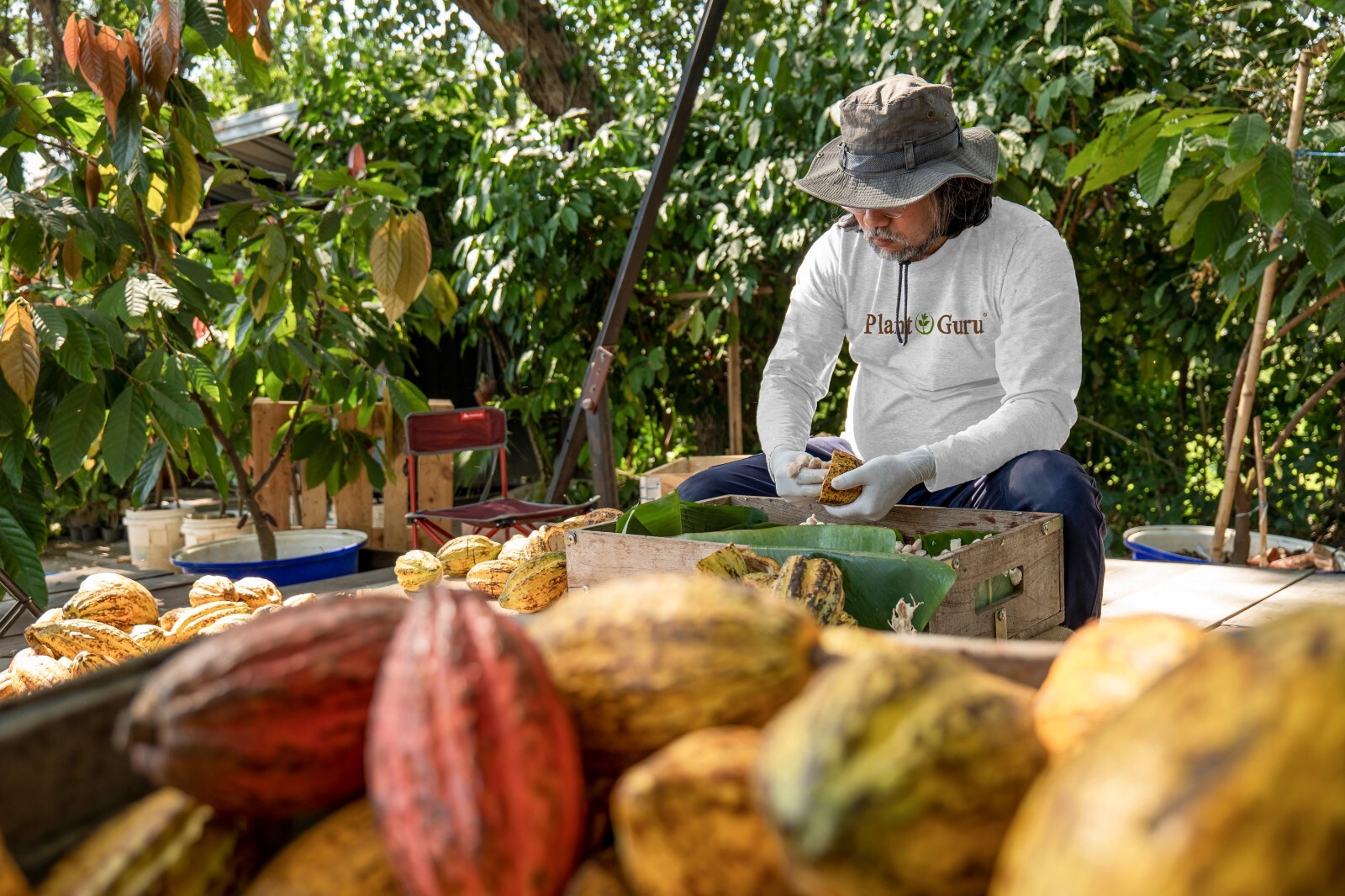 Raw Cacao / Cocoa Beans Whole Chocolate Arriba Nacional Bean 1 oz to 15 Lb Bulk