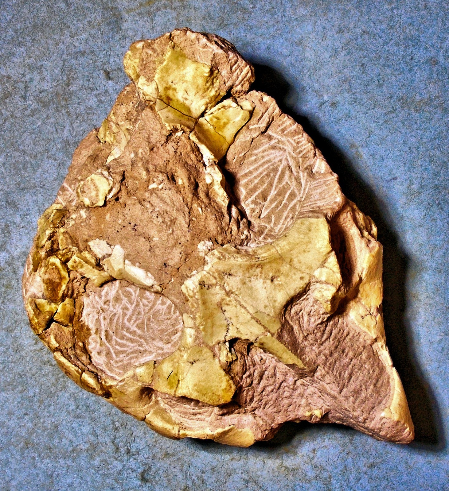 Scarse 11cm partial skull of Leptauchensis nitida from Eocene of Wyoming, USA.