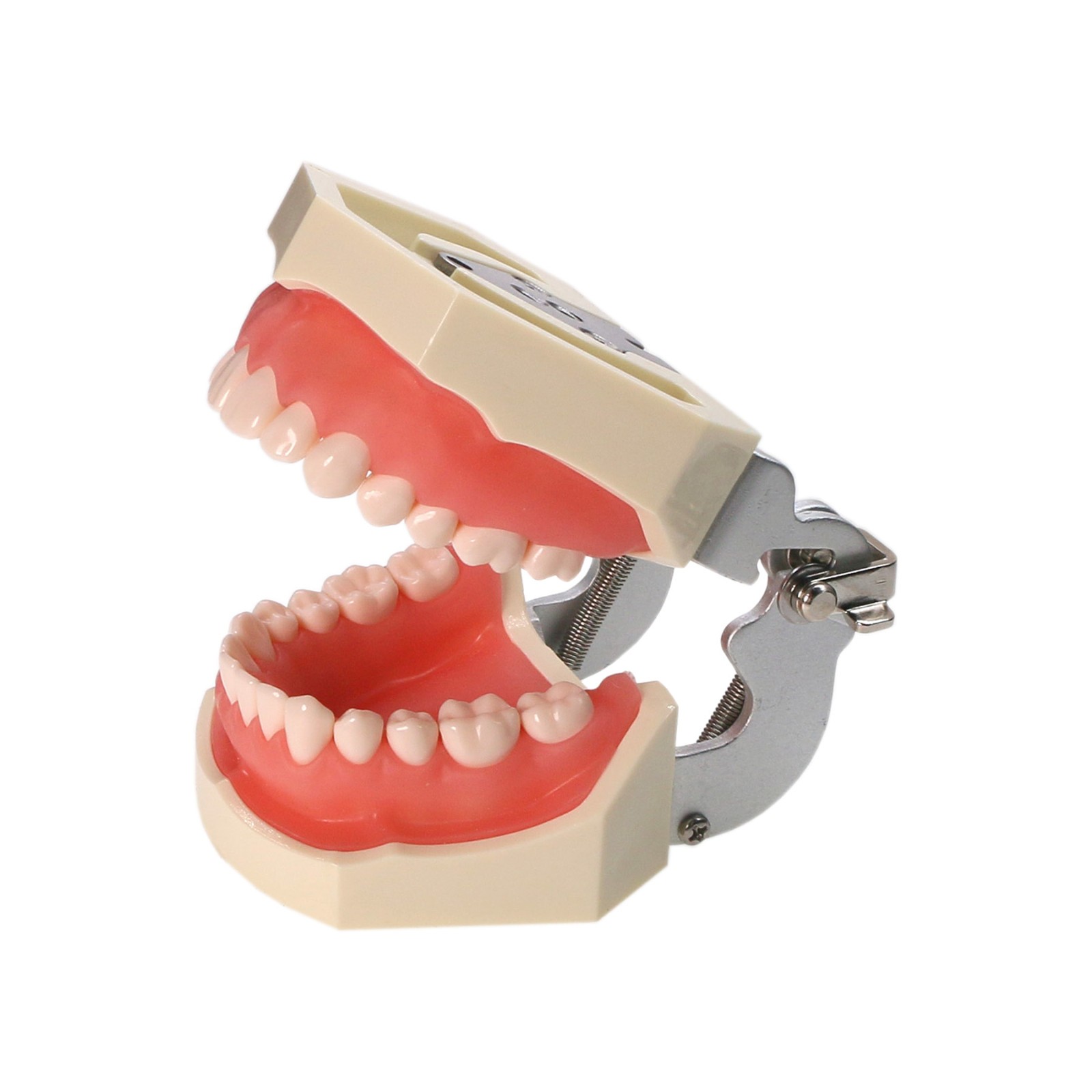 US Kilgore NISSIN 500 Type Dental Typodont Teeth Model 28Pcs Removabel Teeth