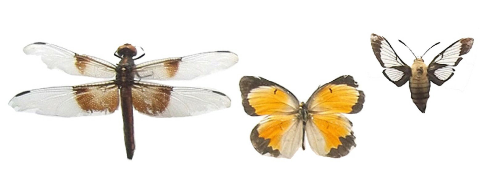 Pinned USA Insect Specimens for Entomology Class Dead Bug Collection Identified!