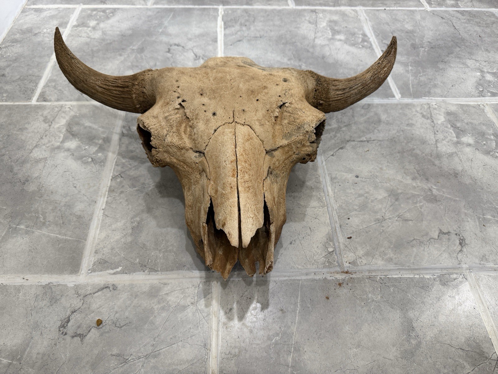 Bison Skull real historic buffalo skull river find