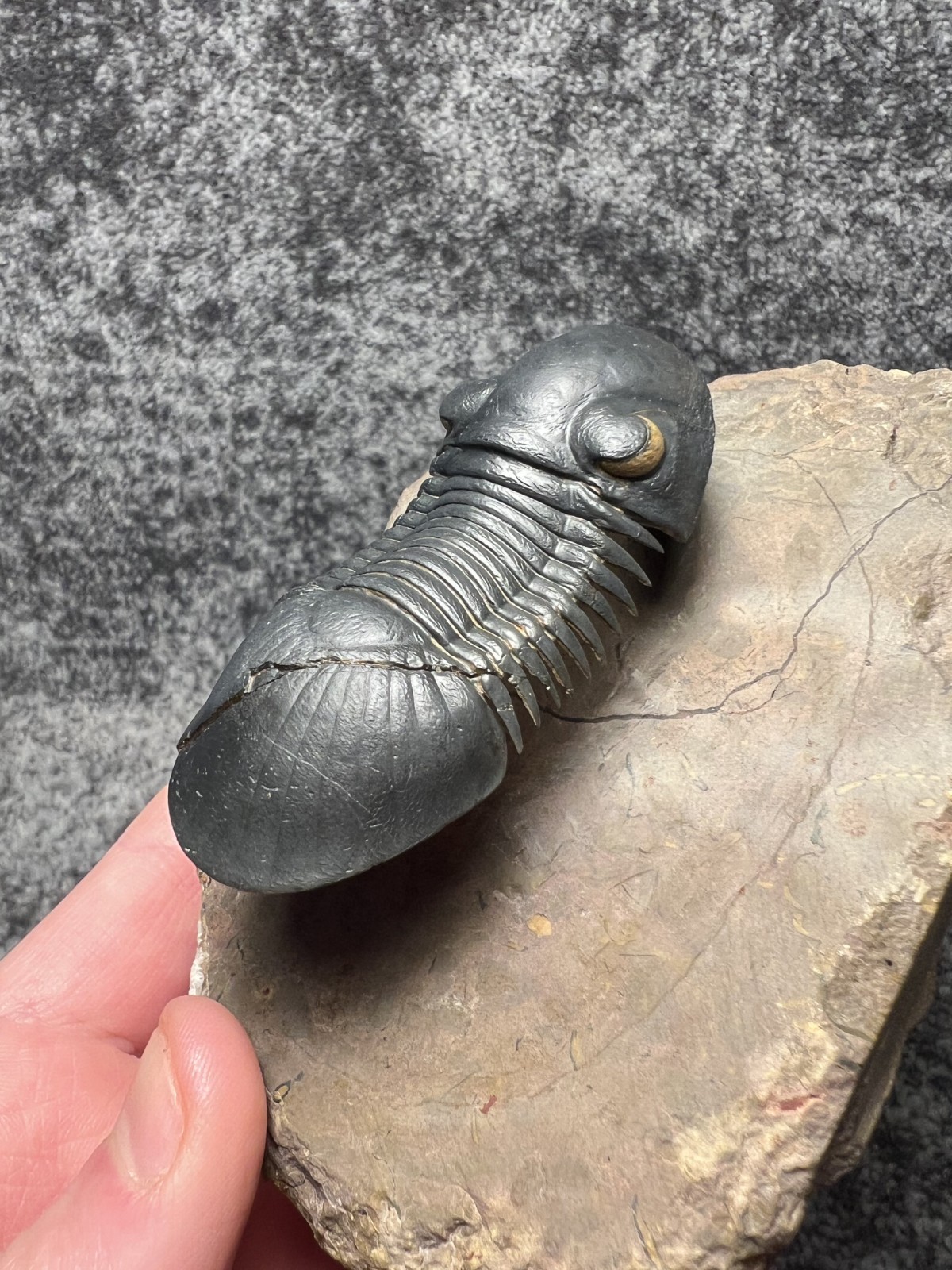 Paralejurus Trilobite Fossil – Flying Preparation with Rare Yellow Eyes
