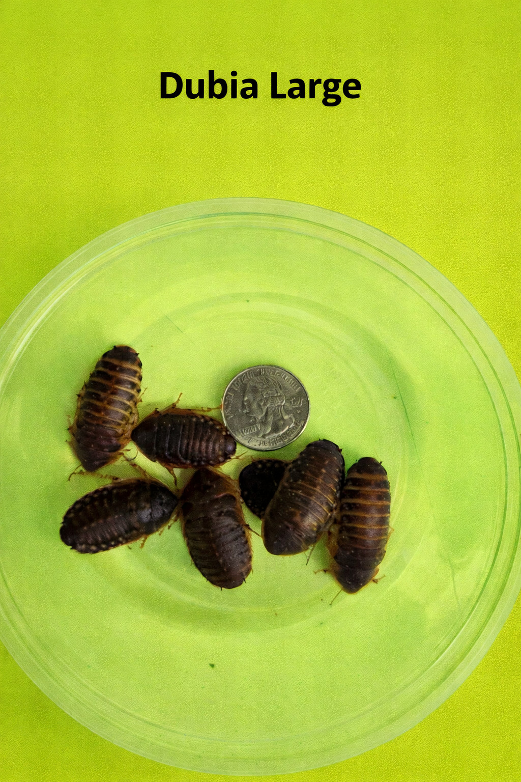 Live Dubia Roaches S/M/L Qty 50-1000| Free Shipping | Live Arrival