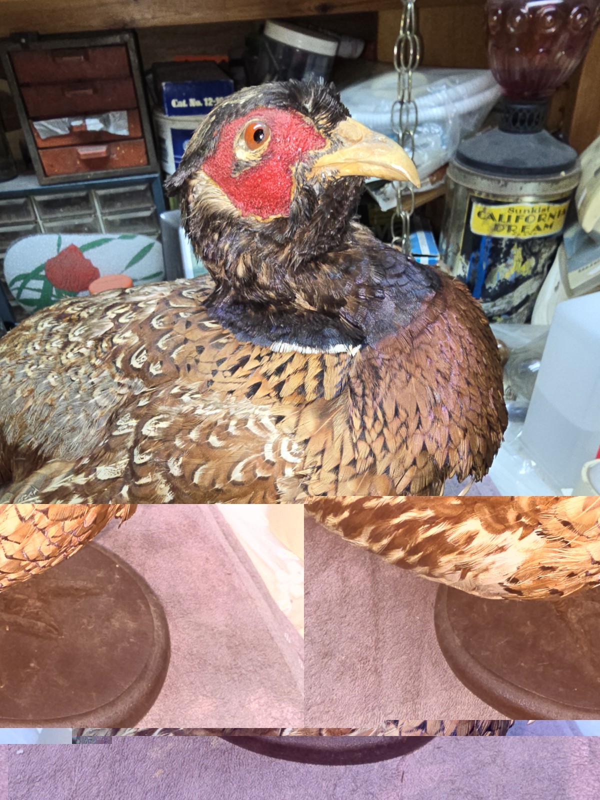 Female Hen Ringneck Pheasant Hen Taxidermy Mounted Plack/ Beautiful 😍 Colors