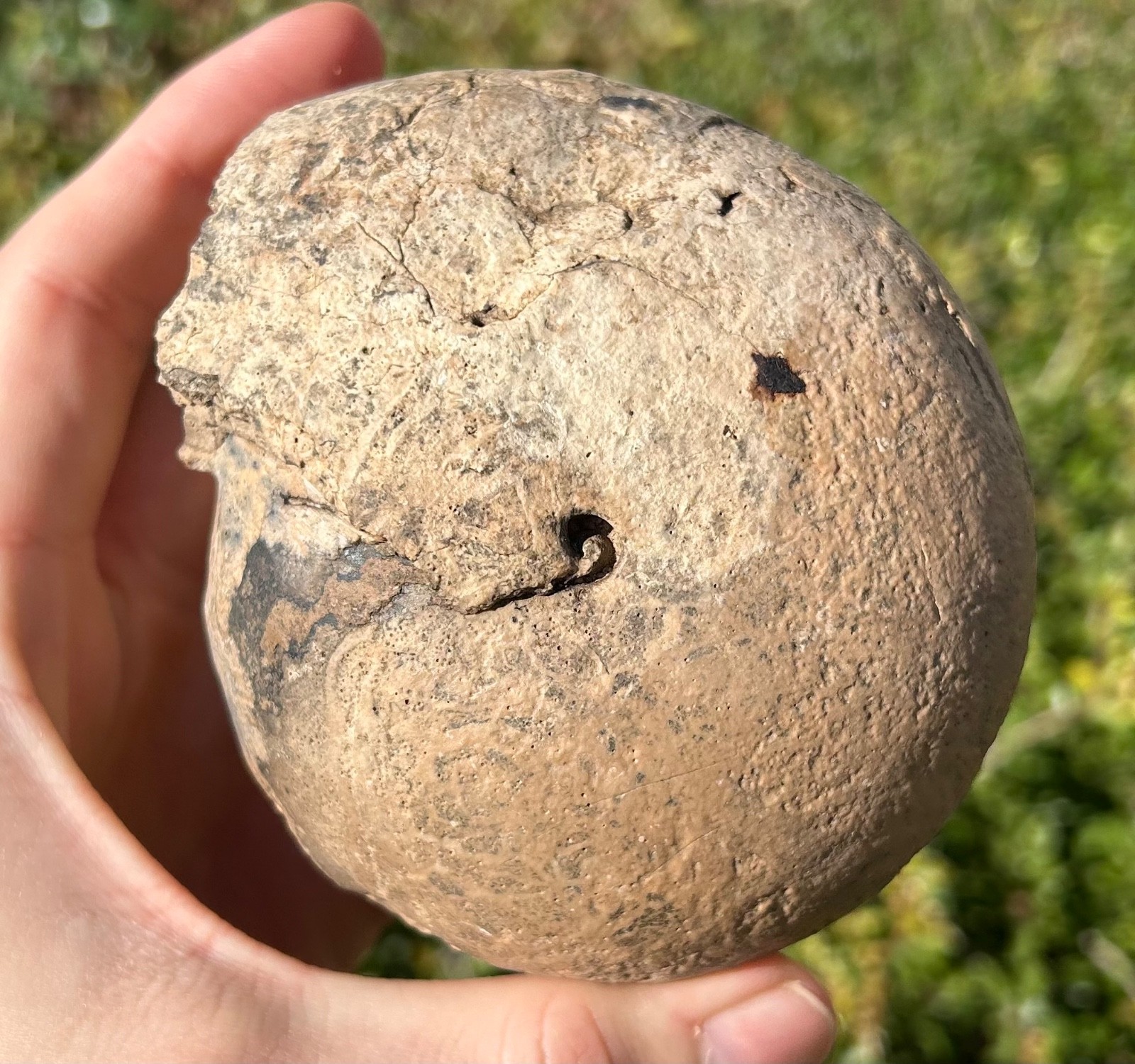 Indonesia Fossil Ammonite Permian Age Timor HUGE