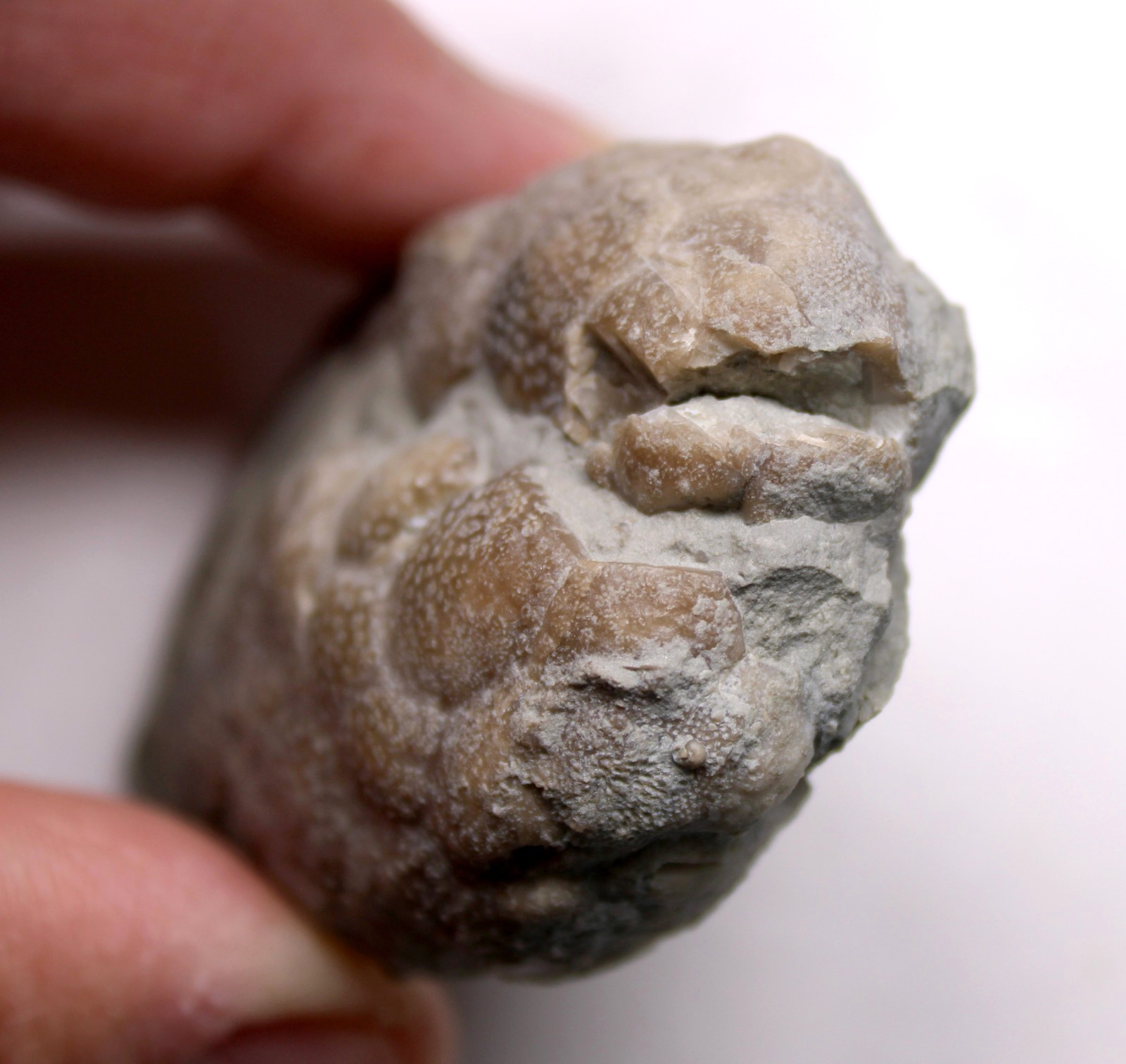 Triamara ventricosa Silurian Cystoid Fossil Indiana Massie Shale