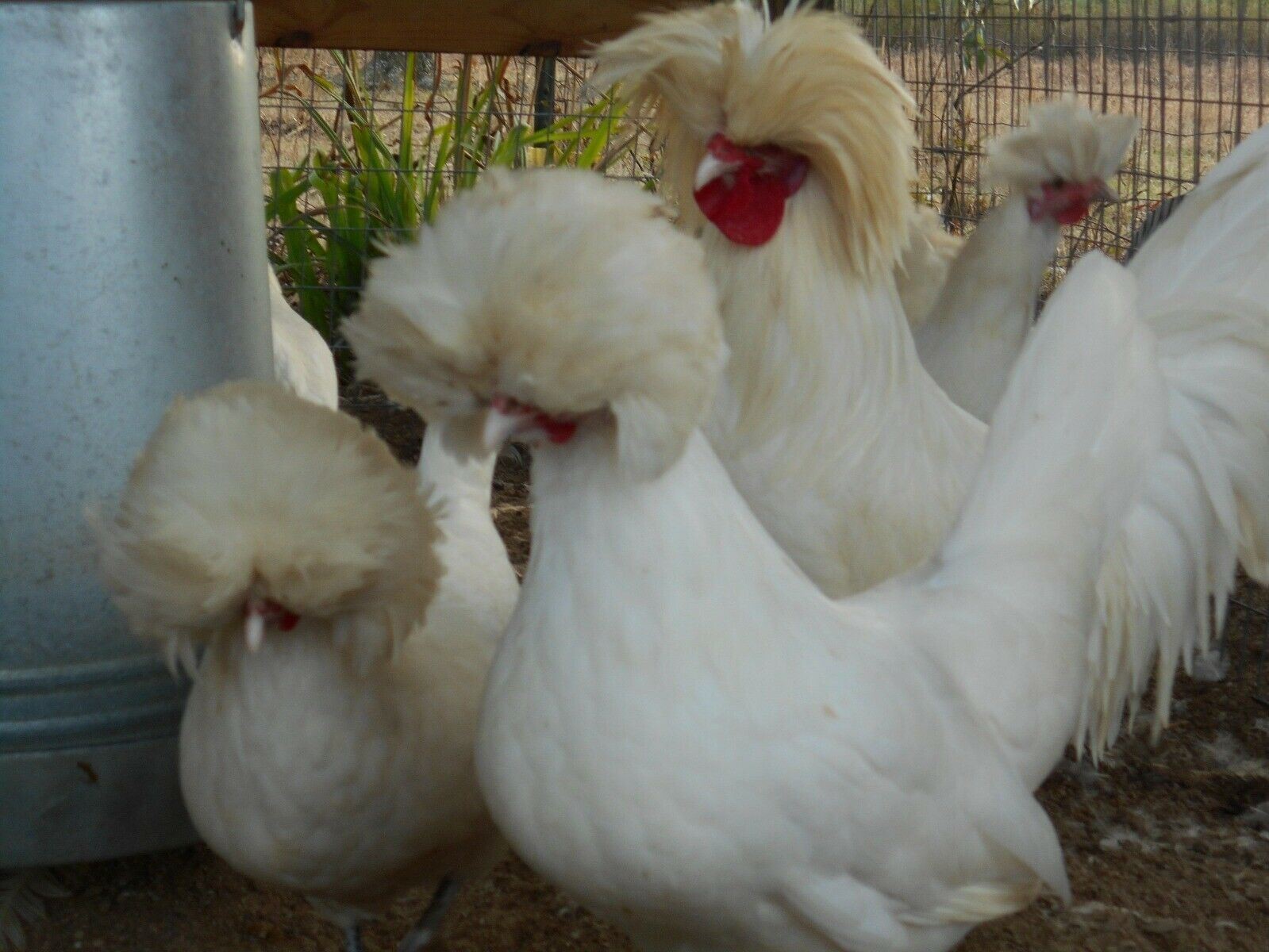 SILVER, BUFF, WHITE, GOLDEN POLISH BANTAM HATCHING EGGS SHIP 3/23 12+EGGS