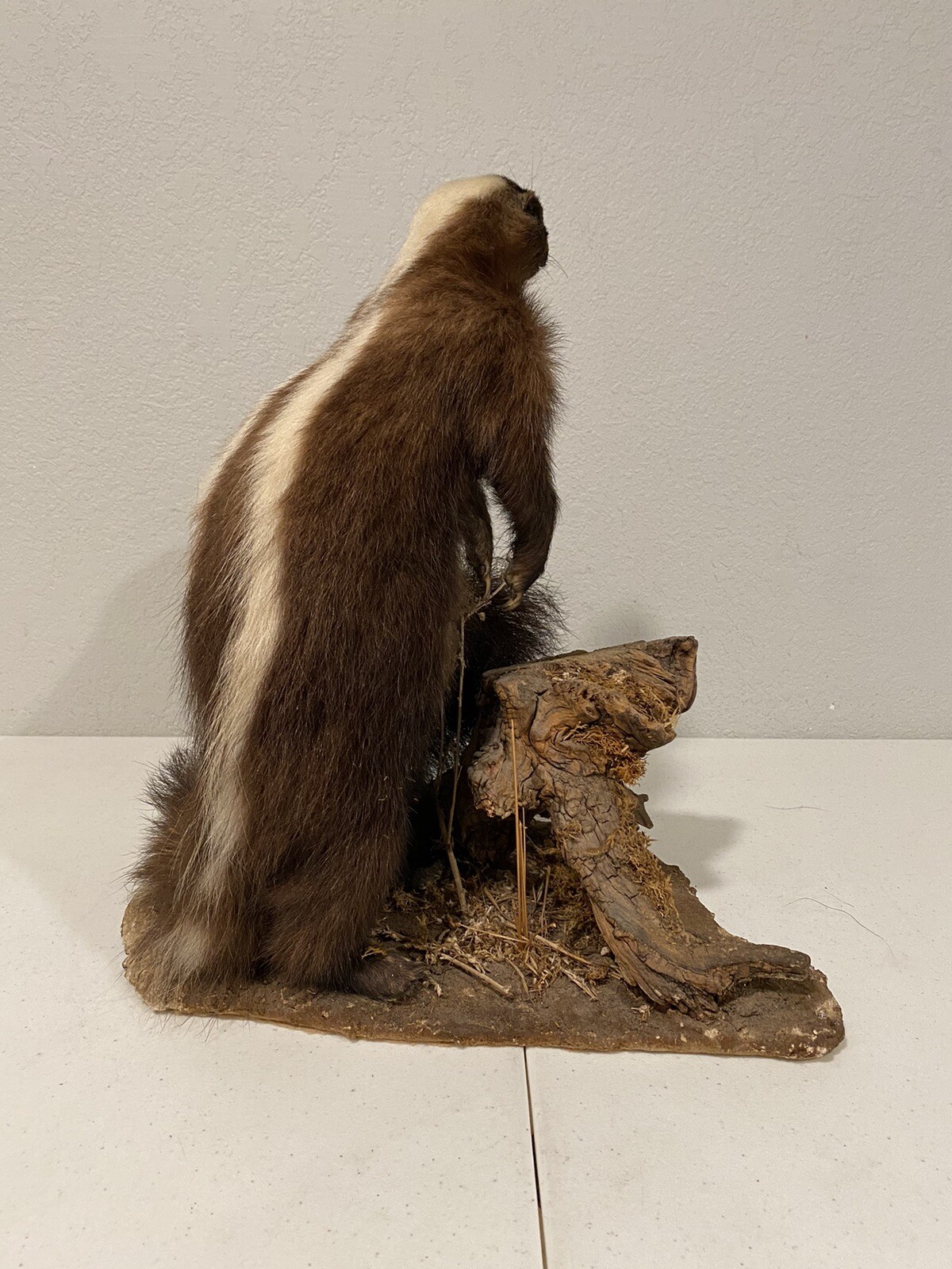 Rare Adult Brown Striped Skunk Taxidermy Mounted 16” Tall Vintage Oddity NICE