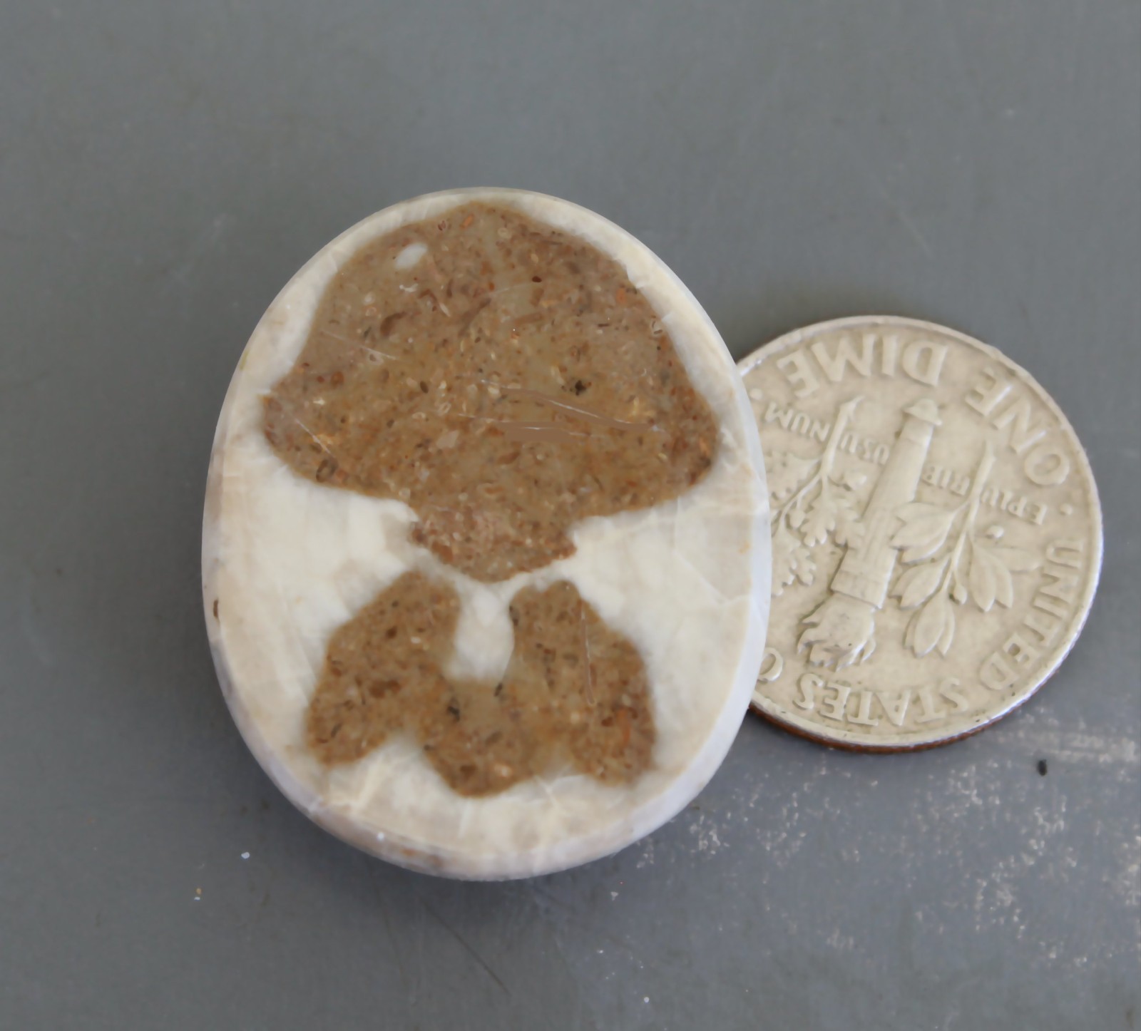 Fossil Sand Dollar Cabochon Beach Theme Choice Jewelry Grade Oligopygus putnami