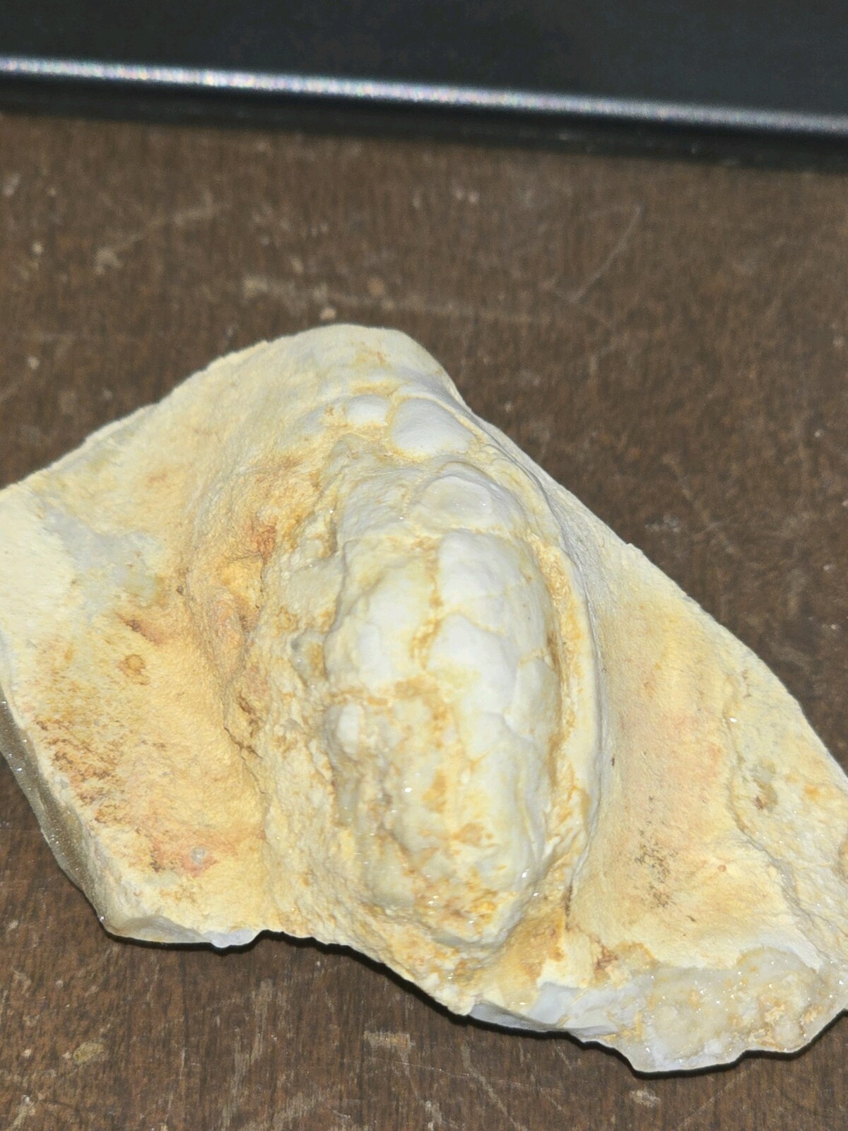 Beautiful Holocystite type Cystoid Fossil! Bring This Baby Home Today!