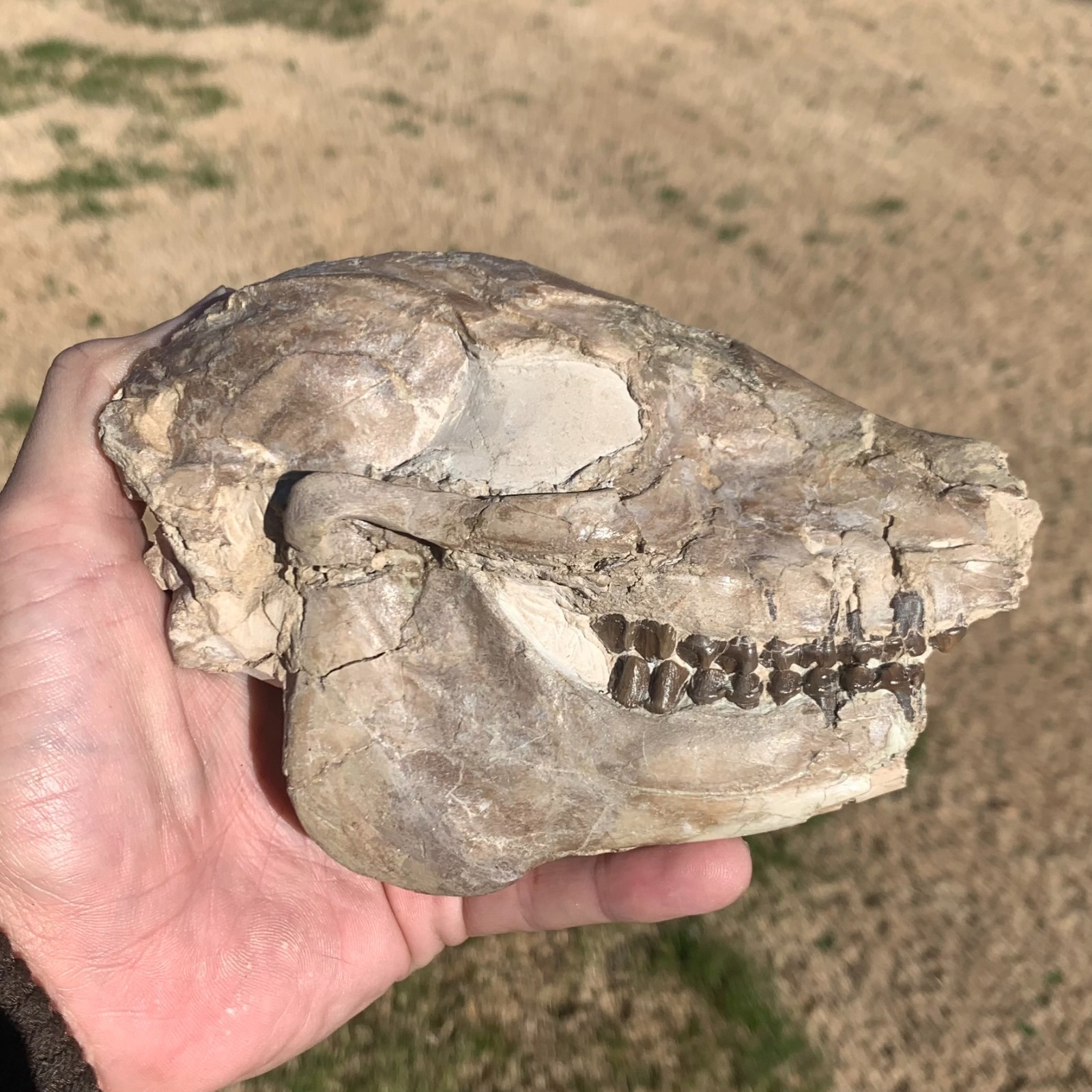 Fossil Horse Skull, Mesohippus, White River Badlands, mammal fossils