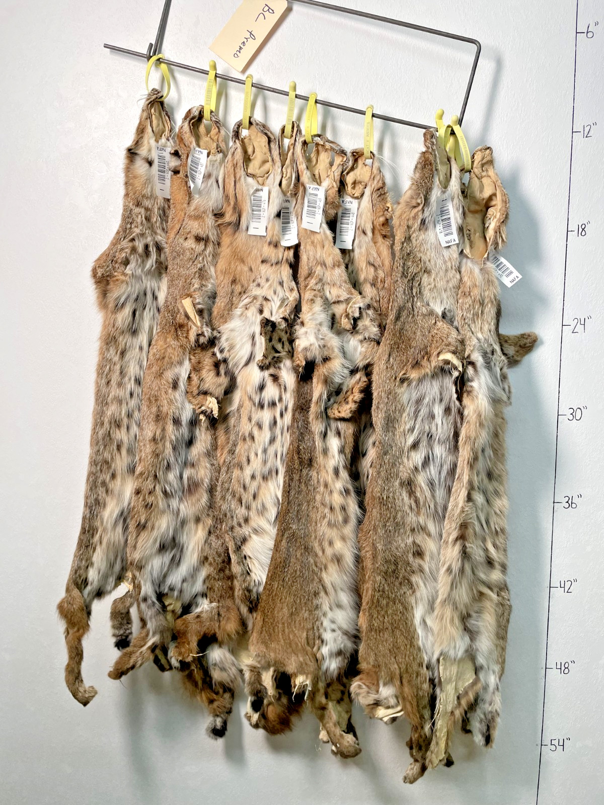 Tanned Bobcat pelt, Beautiful with spots, fur, mancave, sewing BC