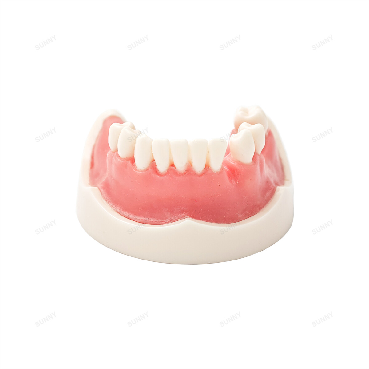 US Dental Model Implant Practice Model For Dentistry Teaching Study Soft Gums