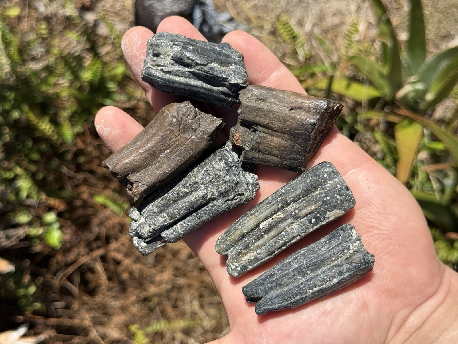 FOSSIL ICE AGE HORSE TEETH FROM FLORIDA