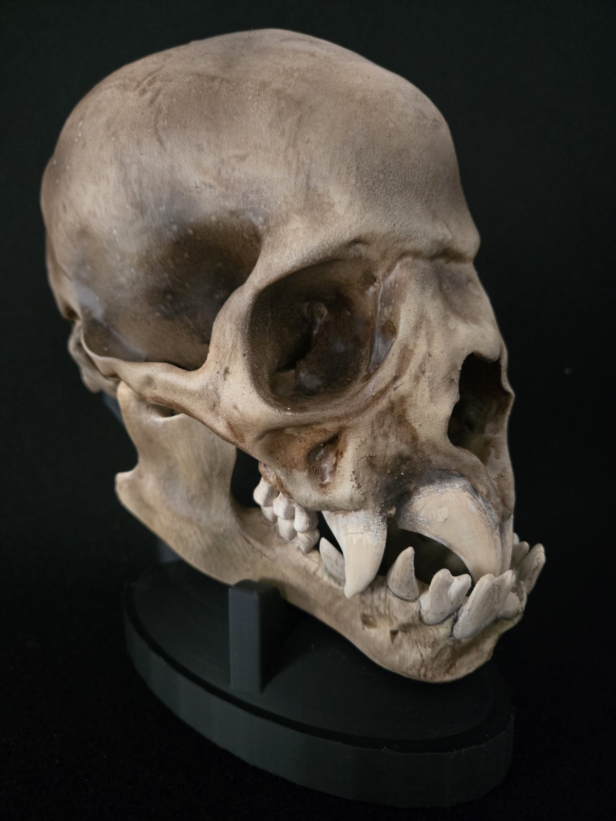 Vampire Skull Realistic (Human Size)