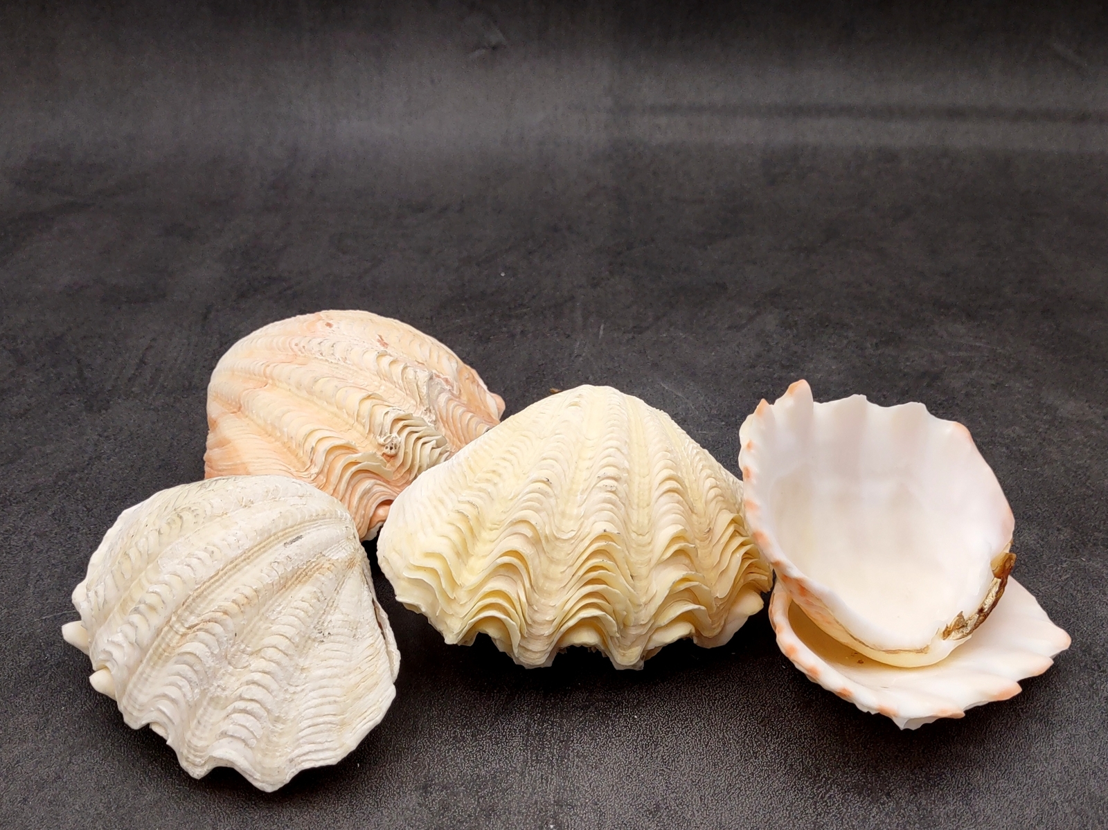 Derasa Clam Seashell White Tridacna Derasa (1 shell approx. 3+ inches)