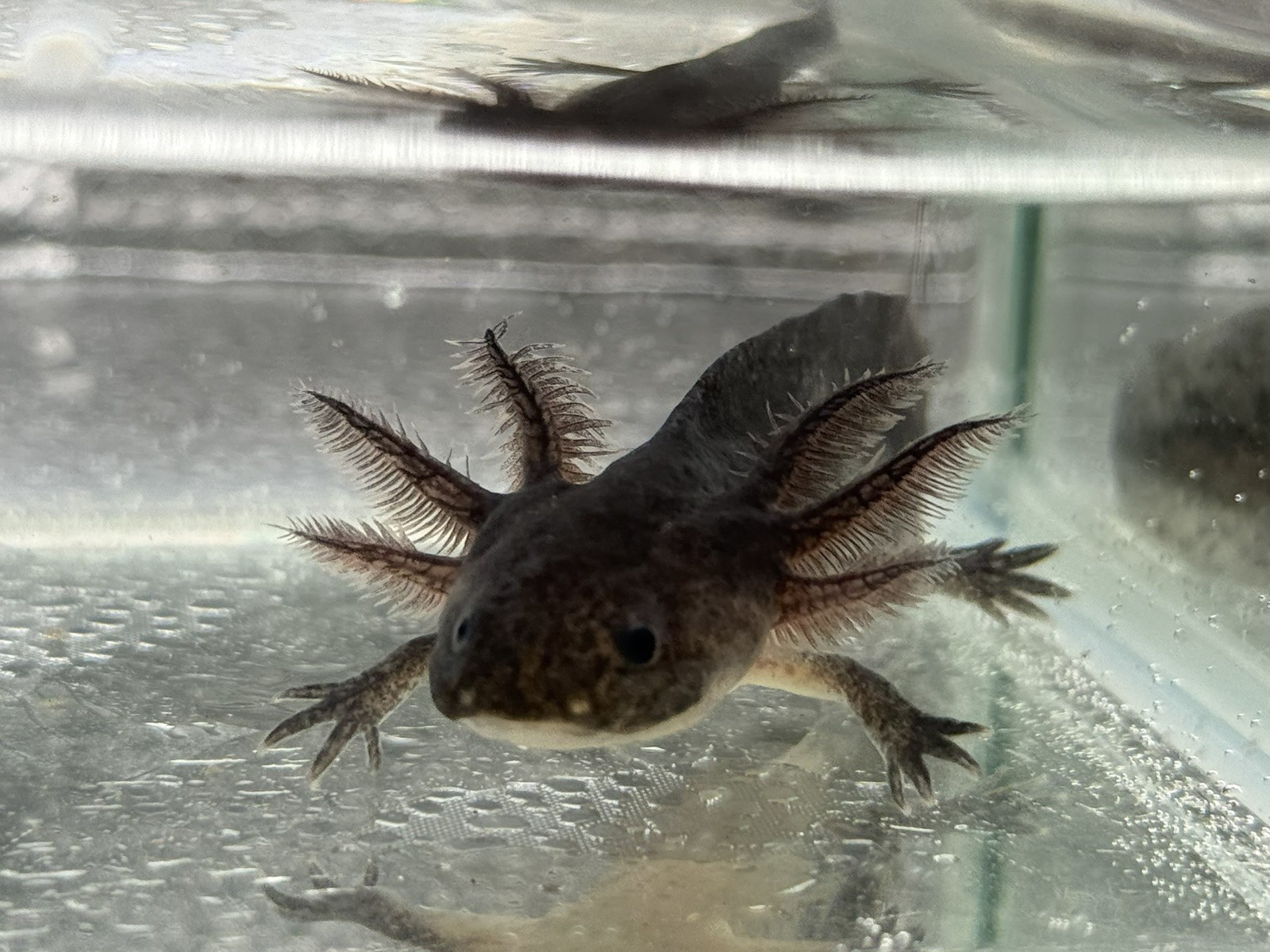 Melanoid axolotls 4 inches