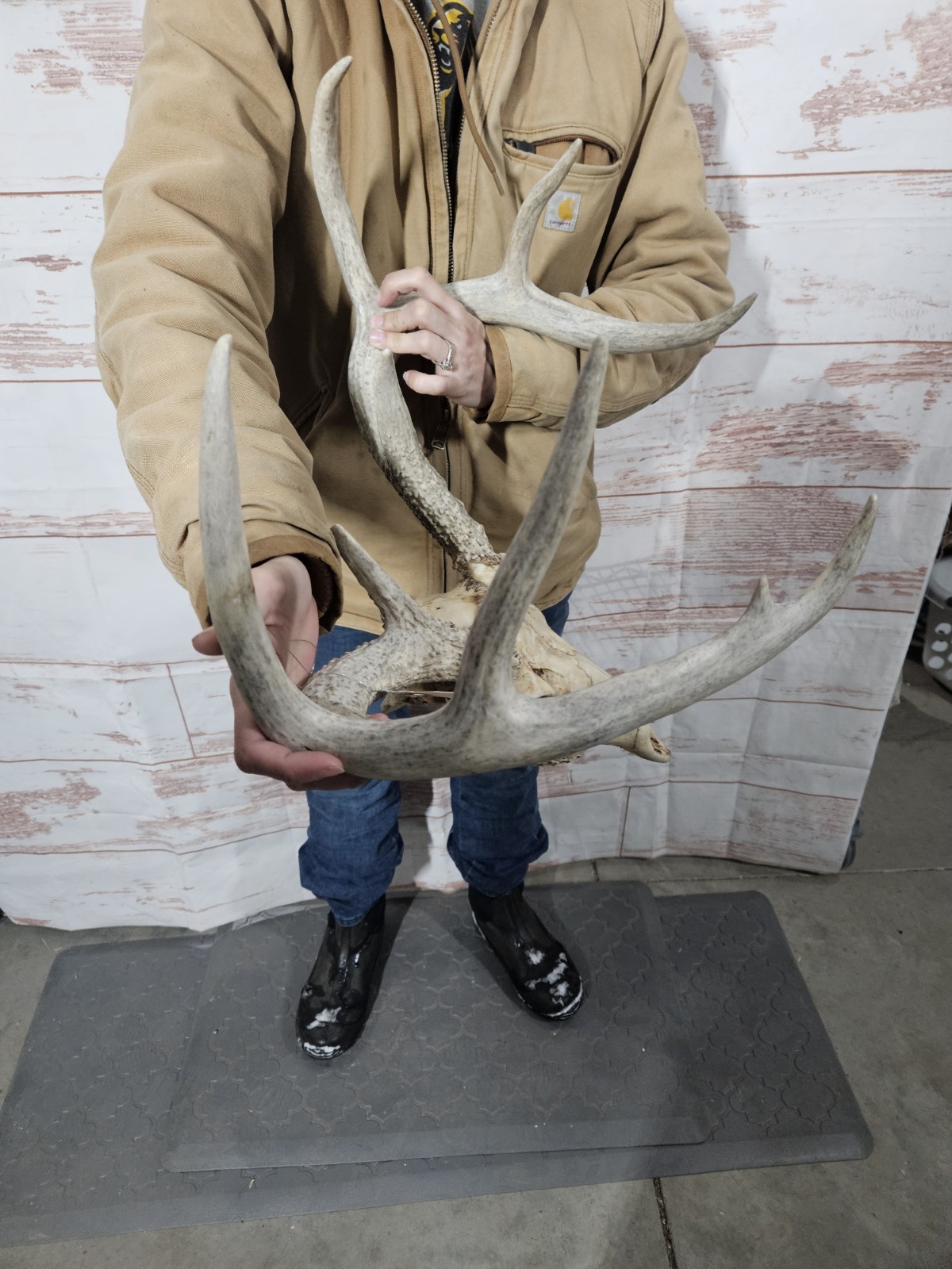 Wild 8 Point Whitetail Deer Antler Rack Horn European Skull Mount Man Cave 122"