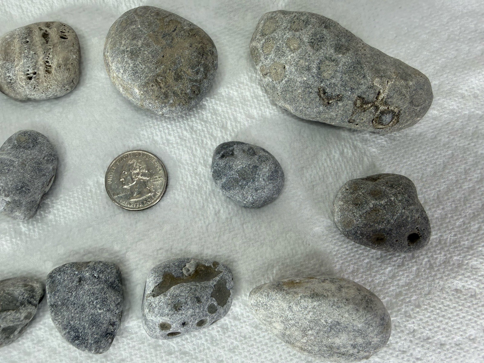 Lot 12 Petoskey Stones Unpolished 1 Lb Lake Michigan Coral Fossil Craft Jewelry