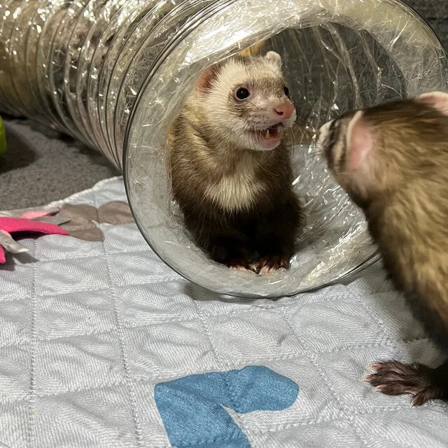 Best Ferret Toy EVER! Jumbo Ex Wide &Long Super Thru Way Crinkle Tunnel Tube