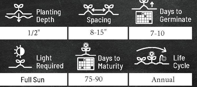 California Giant Zinnia Flower Seeds | Non-GMO | Fresh Annual Flower Seeds