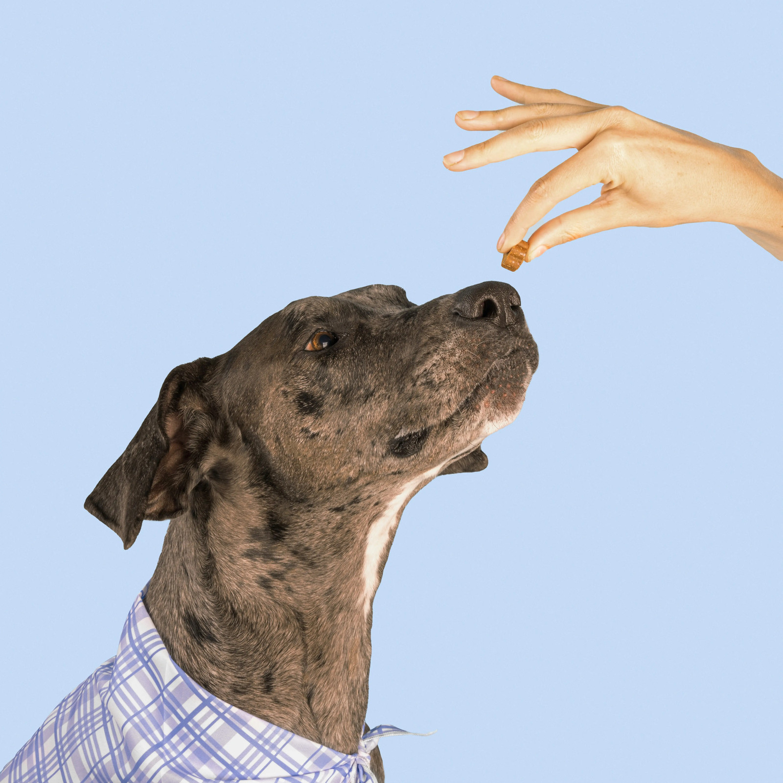 Daily Multivitamin for Dogs beef flavor Human-grade, Vet-formulated