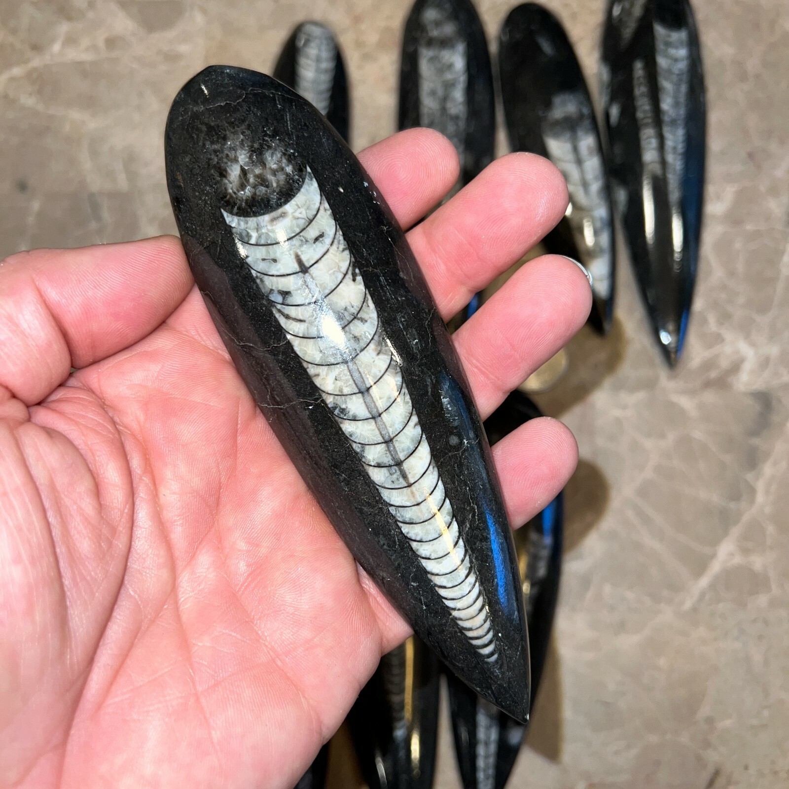 LARGE (1) Black Orthoceras Cephalopod Fossil - 350 Million Years Old