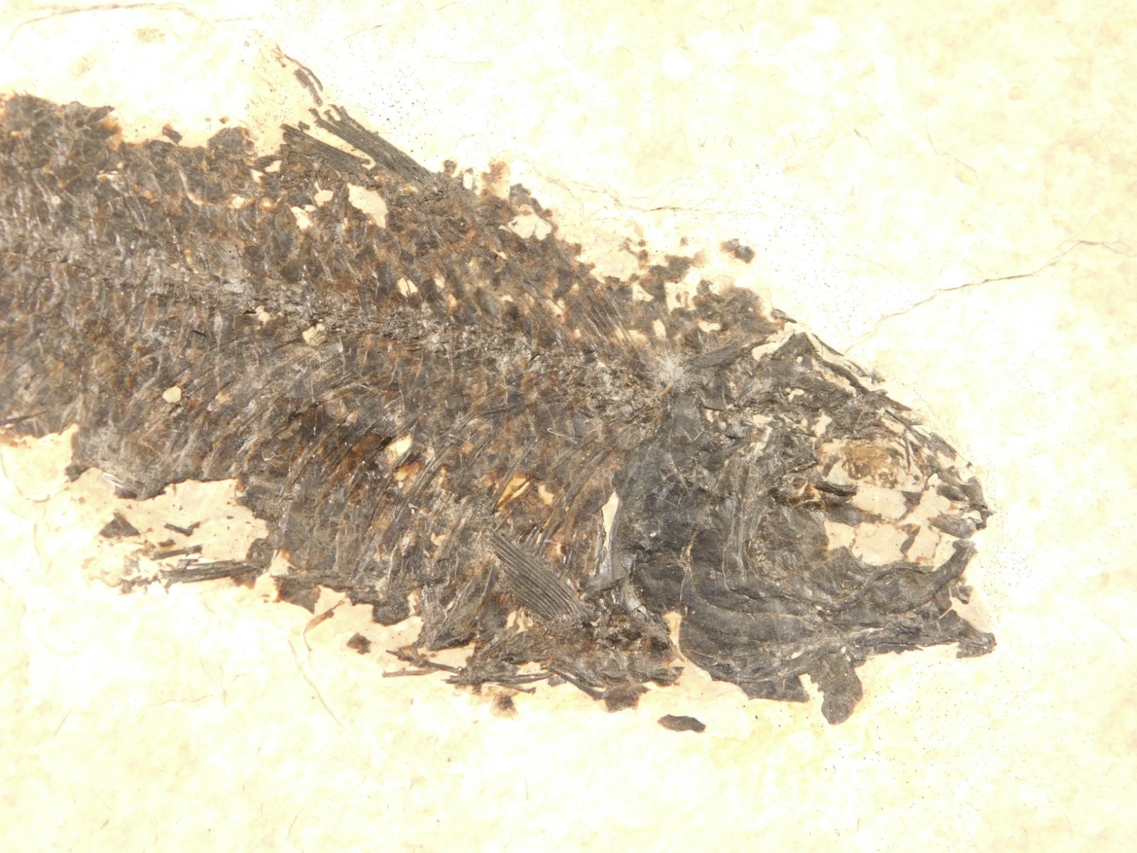 Larger! 50 Million Year Old Knightia FISH Fossil on Big Matrix Wyoming 721gr