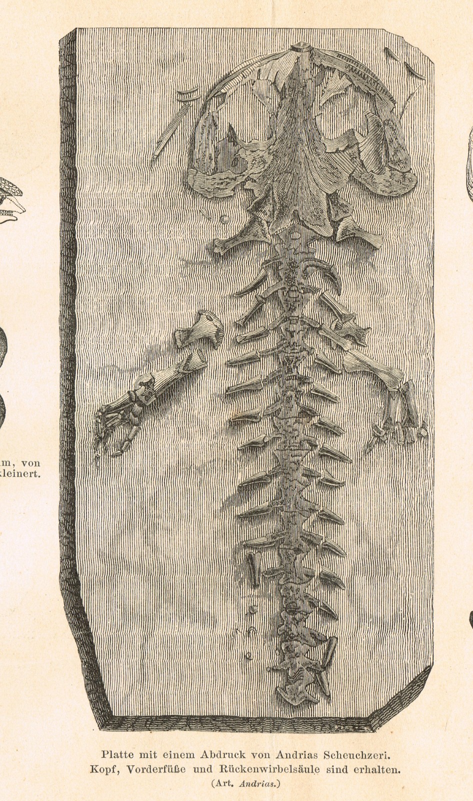 Paleontology Tertiary Geologic Period Paleogene FOSSILS Antique Print 1892