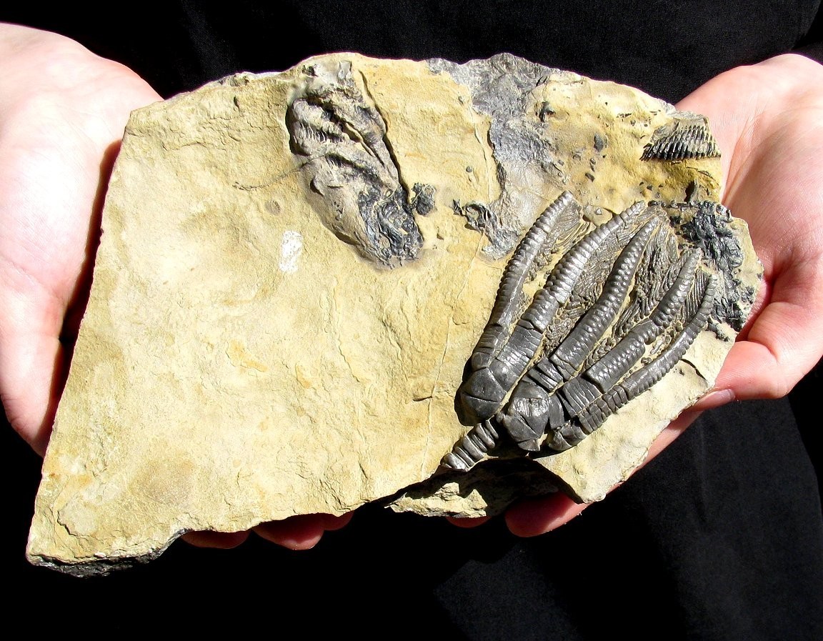 KILLER 3-D ENCRINUS CRINOID ON BEAUTIFUL DISPLAY PLATE, GERMANY - GREAT DETAIL!