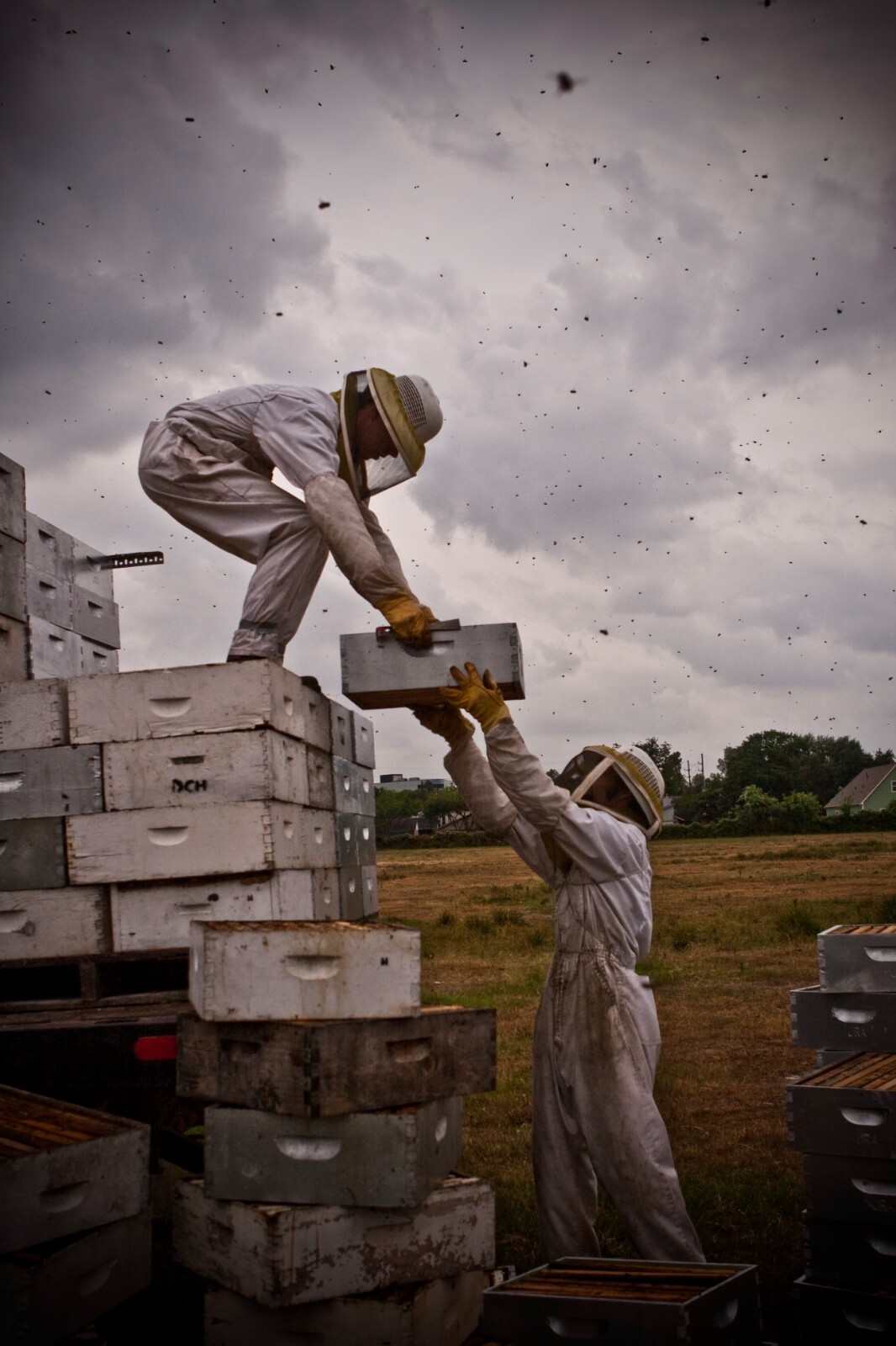 5 Gallon (60lb) Raw, Unfiltered Texas Honey from Desert Creek. Gluten Free