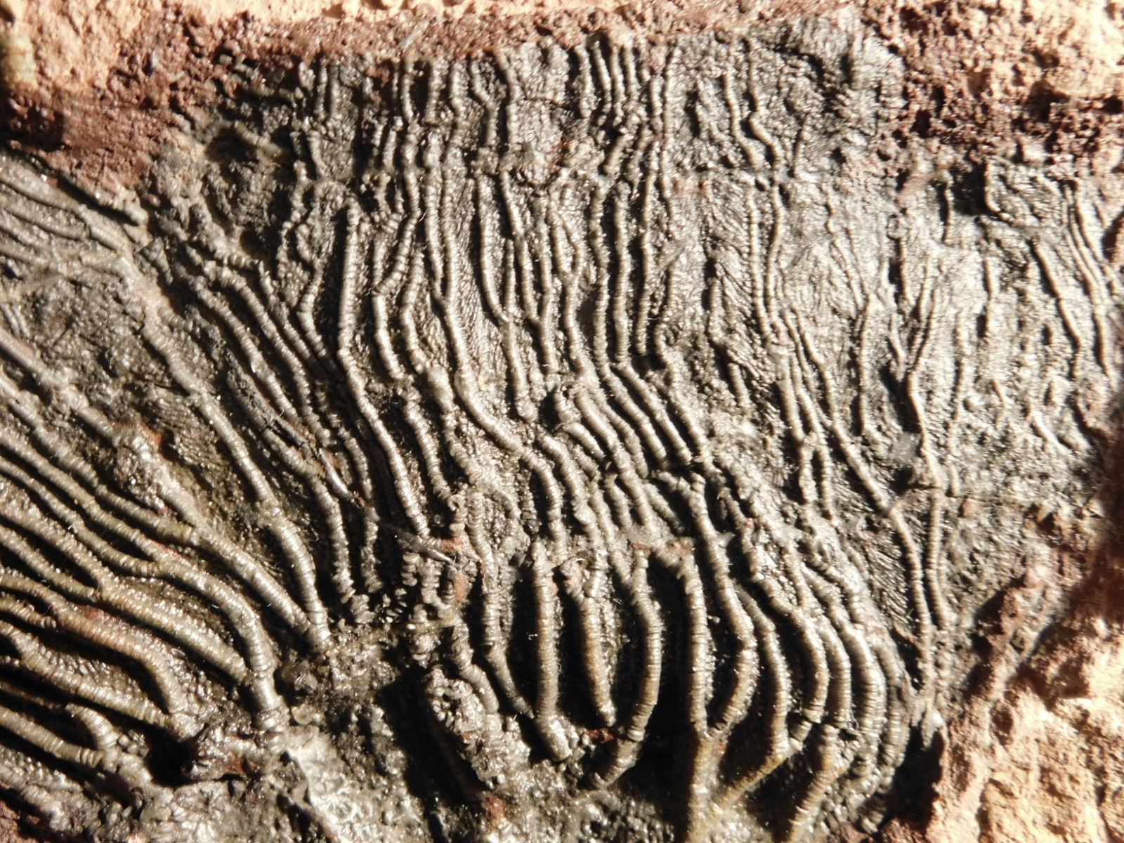 TWO BIG! 430 Million Year Old! CRINOID Fossils or Sea LILY Fossil Morocco 1565gr