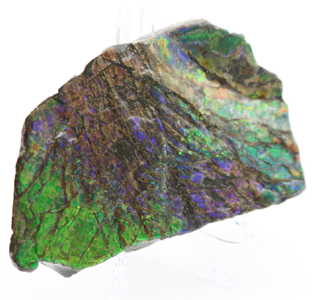 Stunning IRIDESCENT Fossil AMMOLITE Slab Reflective RAINBOW Mineral Specimen