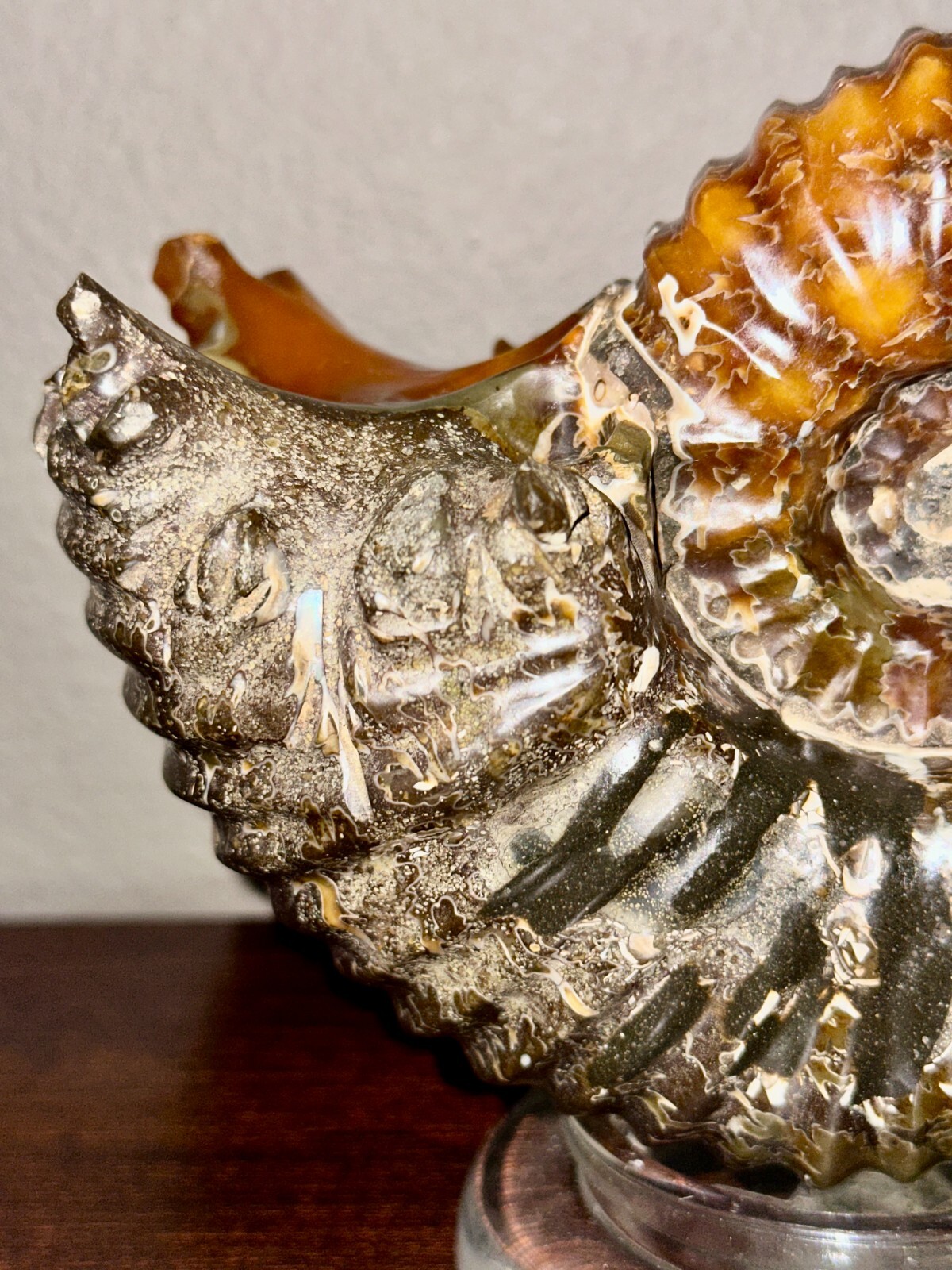 Rare Beautiful "Goat Horn" Ammonite Fossil 3 lb. 5.8 oz. 1526 grams #58