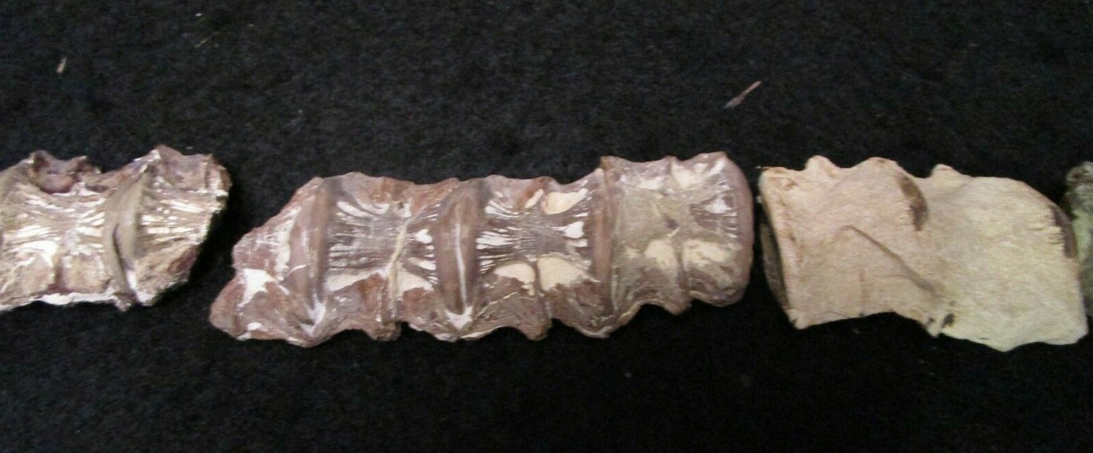 * Cretaceous Cimolichtys Fossil Fish Spine 14 Vertebrae Kansas Niobrara