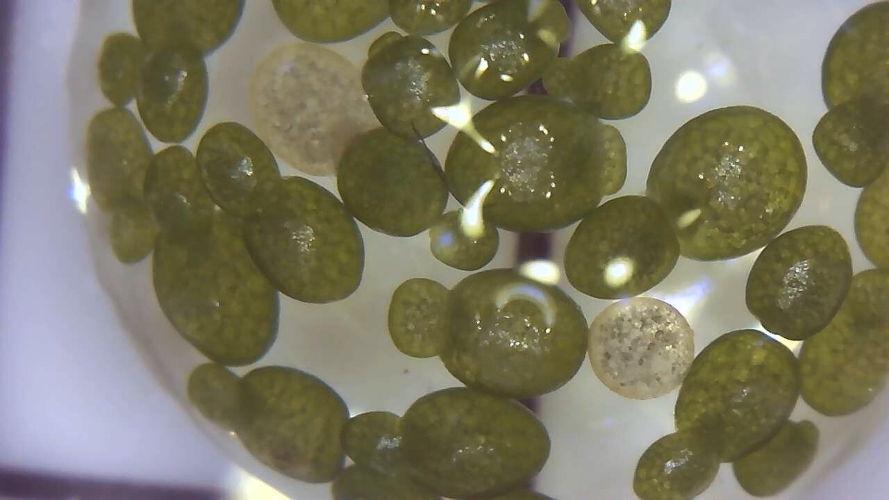 Wolffia sp. smallest flowering plant on earth, Floating, sustainable production