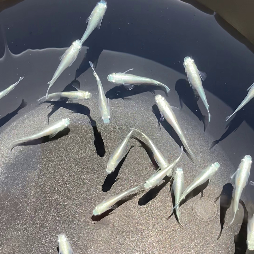 Special For Eggshapedcat, 8 Platinum Blue Miyuki