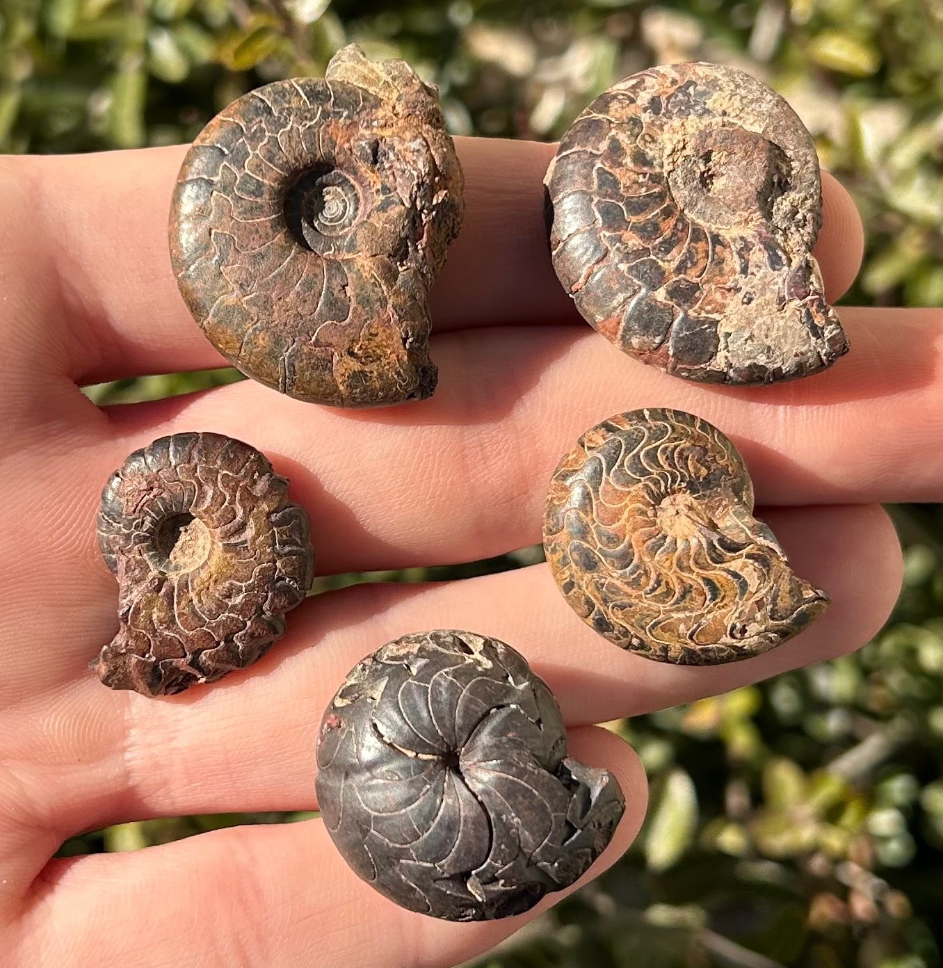 Fossil Goniatites LOT OF 5 Morocco Ammonite Devonian Age
