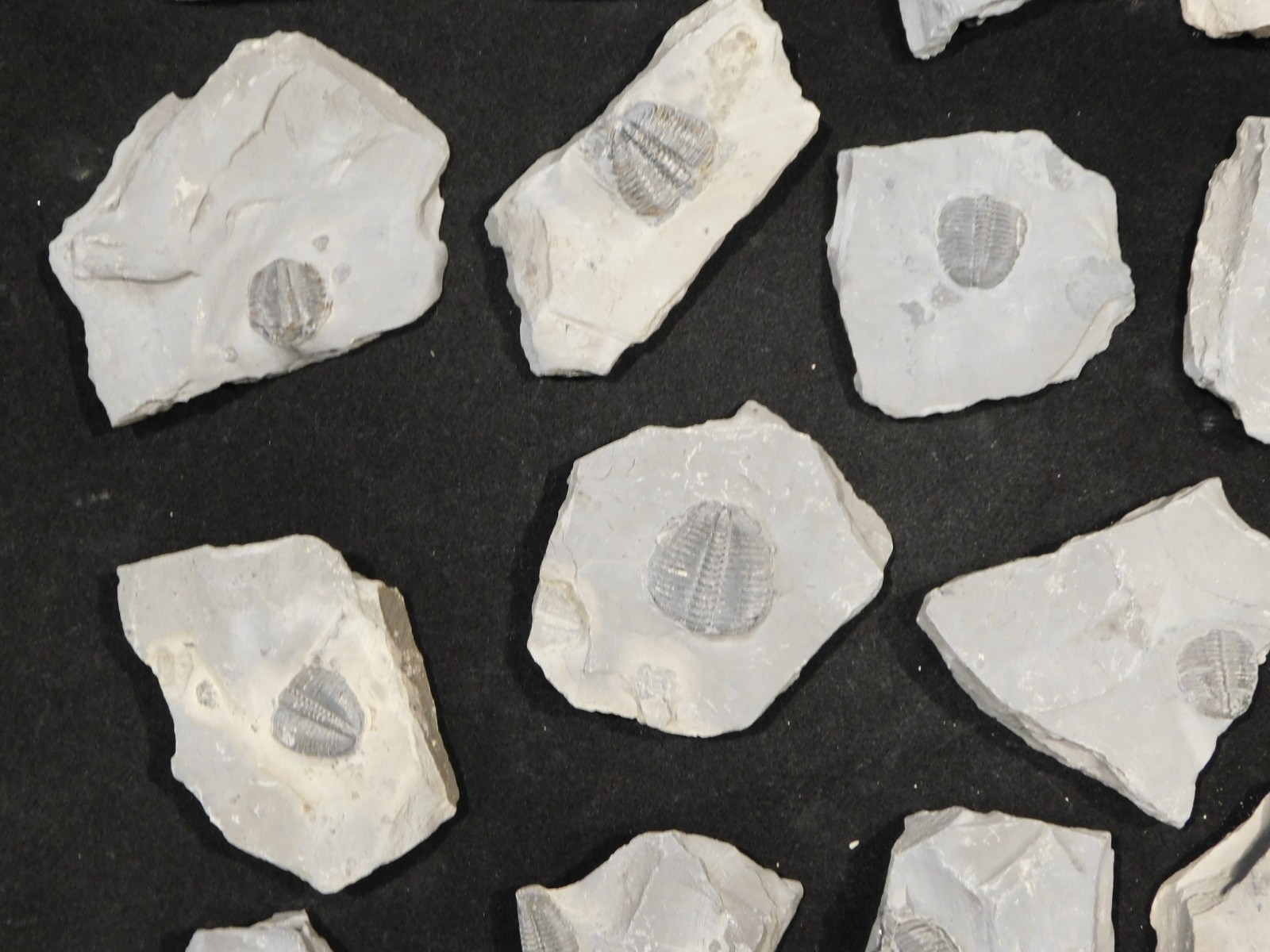 GIANT Lot of FORTY 100% Natural Elrathia TRILOBITE Fossils in Matrix Utah 2300gr