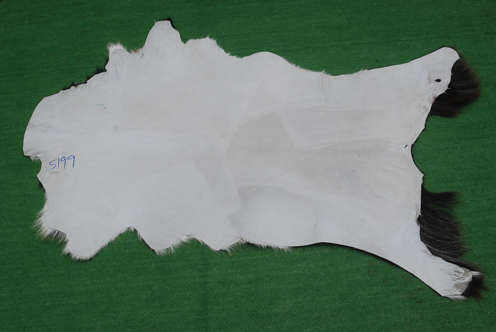 GOAT Western taxidermy Hide Rug Natural Pattern Fur Goat Hide Rode SA-5199