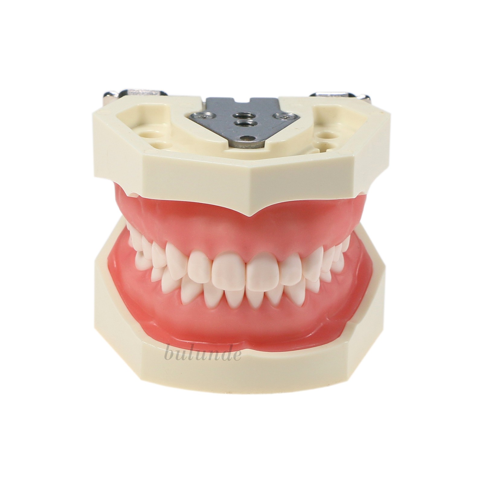 US Kilgore NISSIN 500 Type Dental Typodont Teeth Model 28Pcs Removabel Teeth