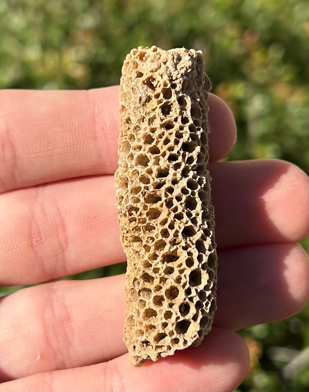 Oklahoma Fossil Coral Striatopora Pennsylvanian Age Gene Autry Shale